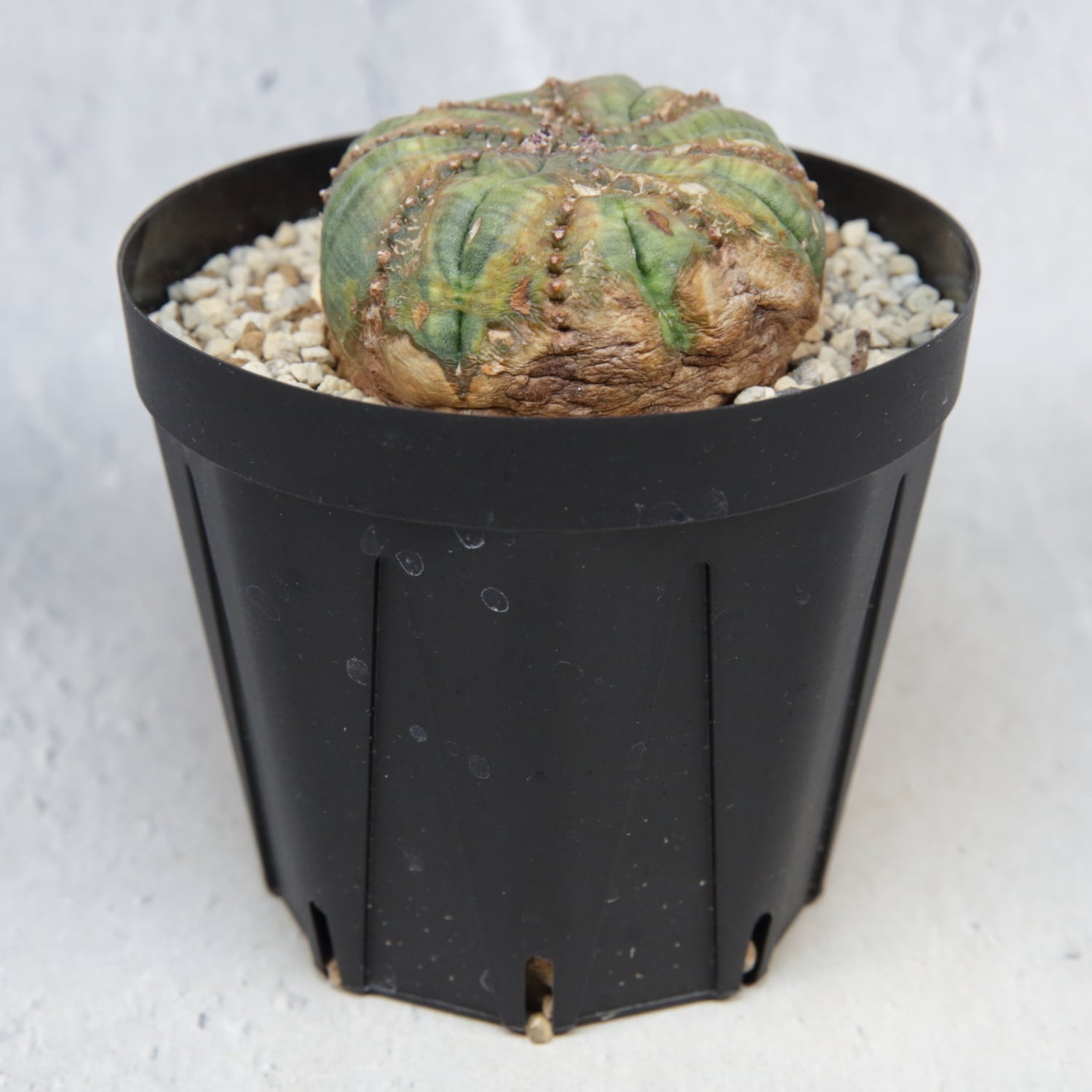 超扁平 木質化 モンスト 捻じれ オベサ / ユーフォルビア | LIGHTHOUSE