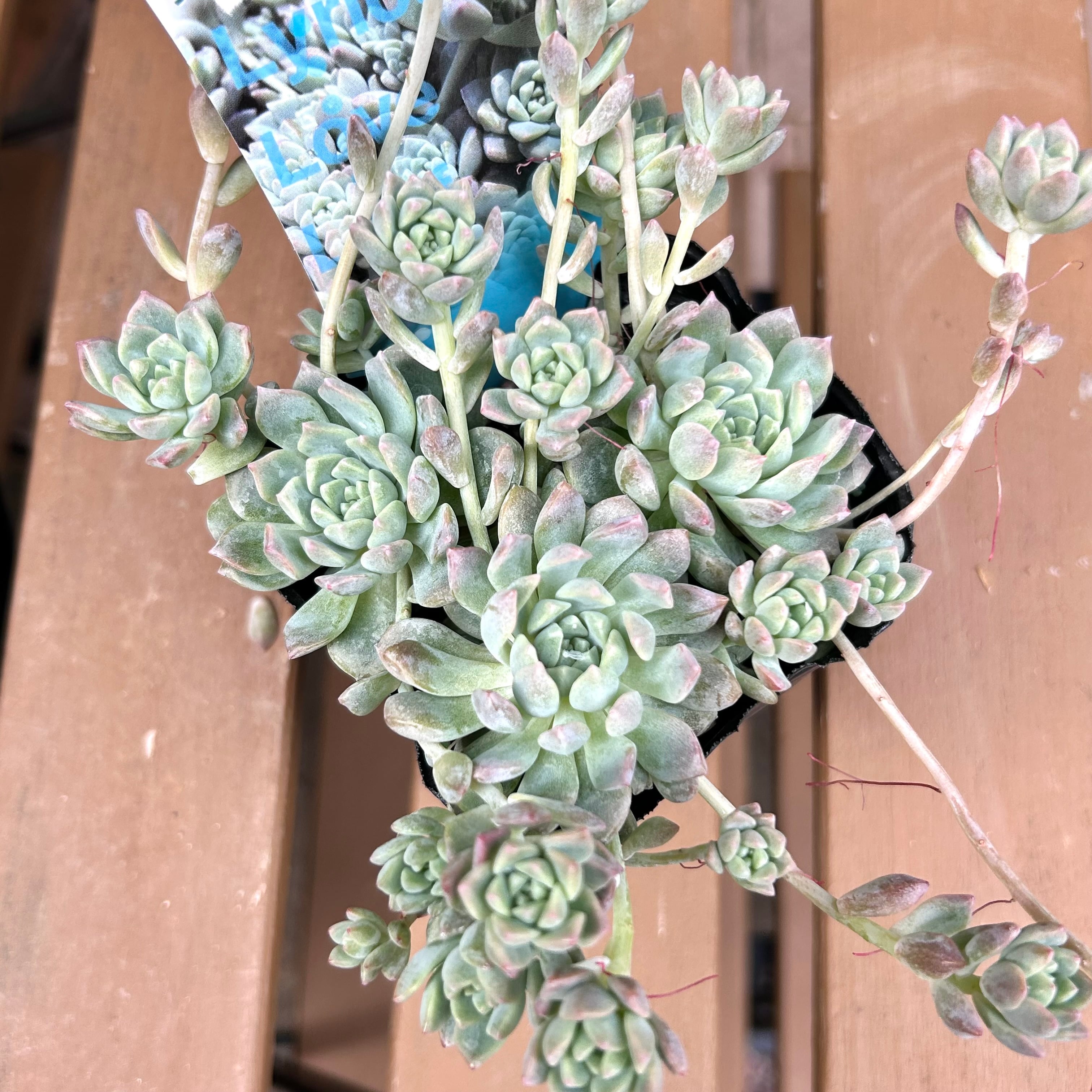 A)プロリフィカ | RuPo 多肉植物専門店