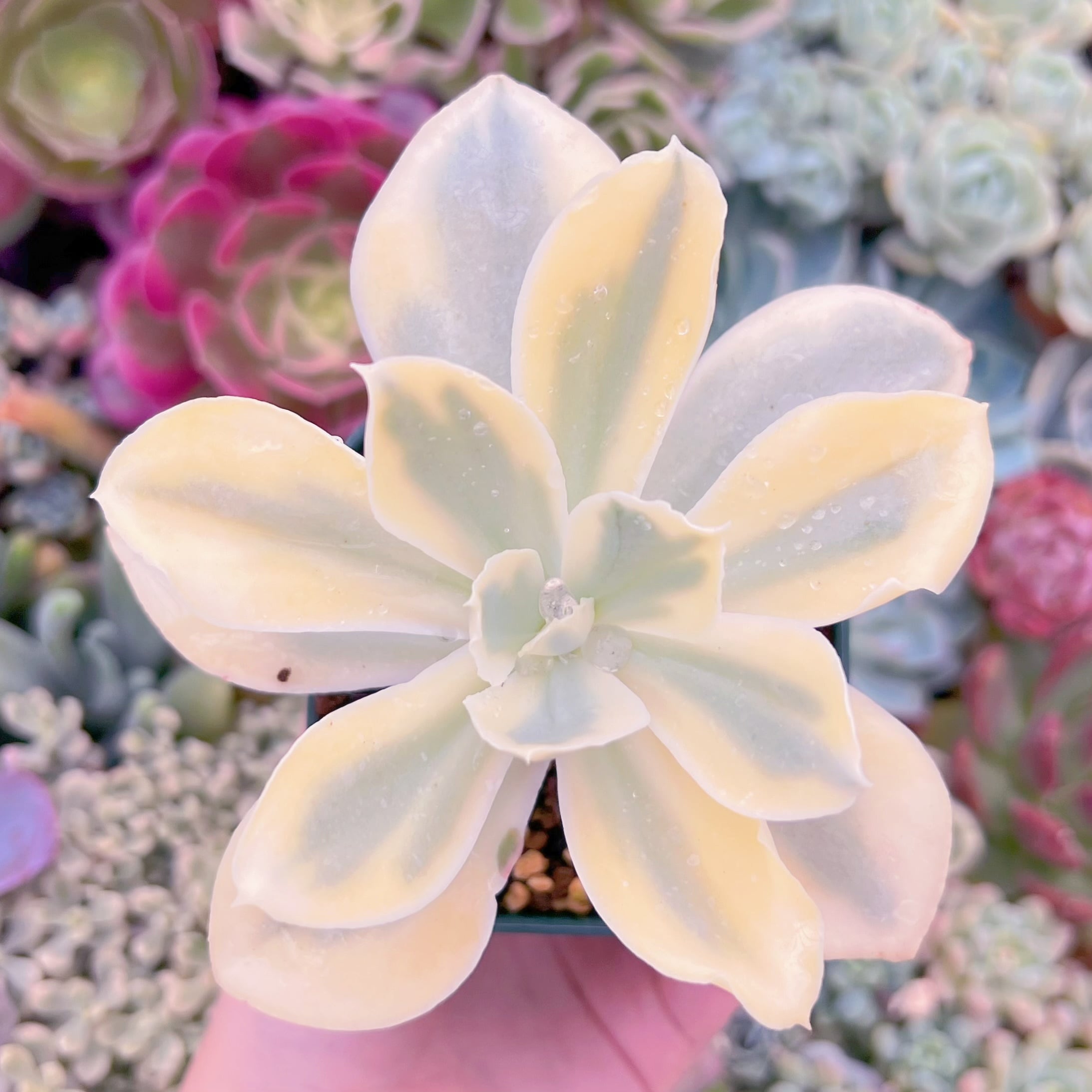 現品　moon river#F074　古株　るる農園