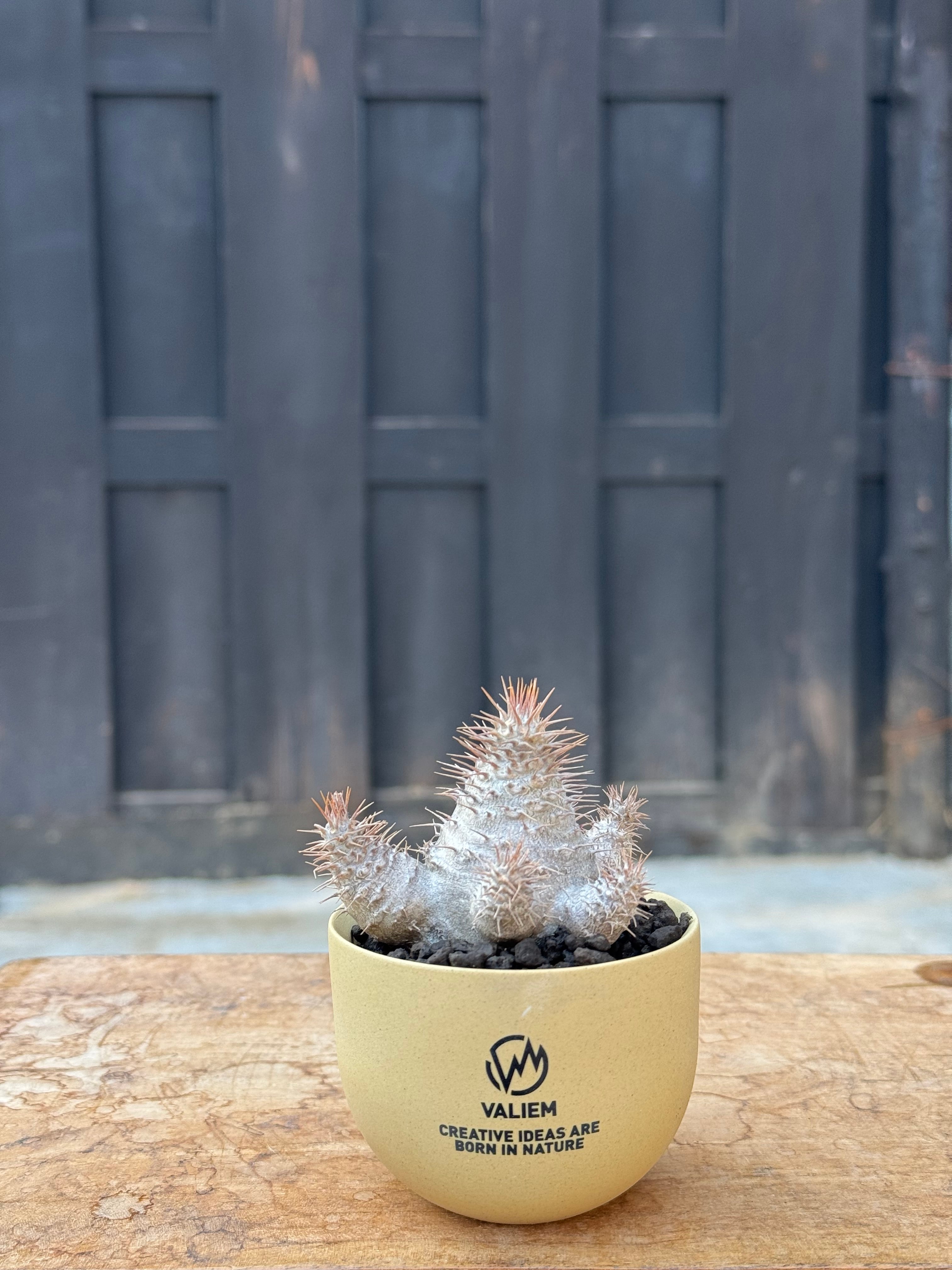 パキポディウム | 青坊主-aobouzu-