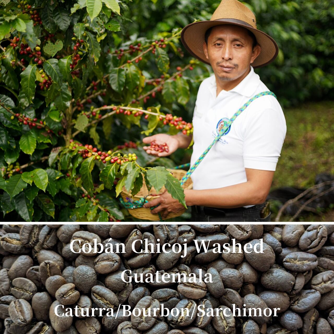 リンゴとミルクチョコレート|グアテマラ Cobán Chicoj Washed(中煎り)コーヒー豆/粉