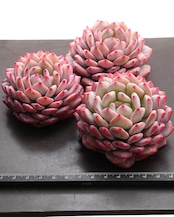 カット苗 スターオレンジ(モンロースター) Echeveria 'Monroe Stars'