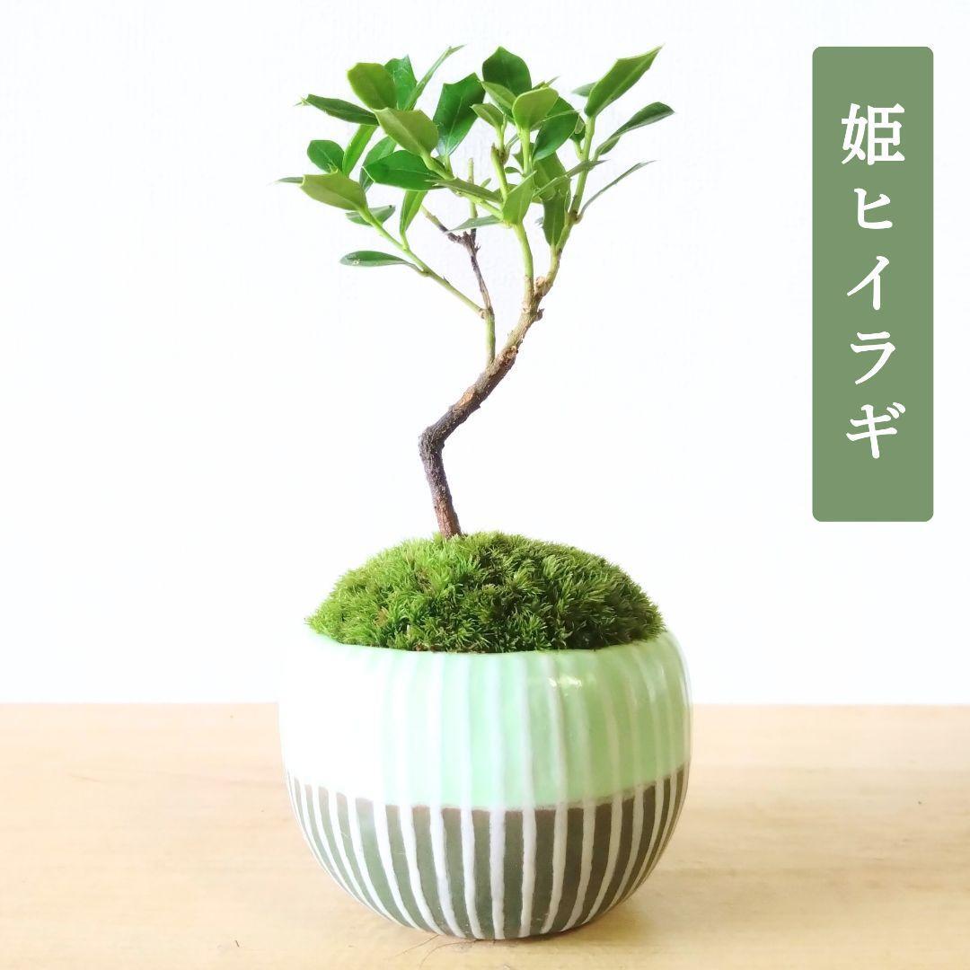 POTOCO 唐楓 カエデ 通天楓 観葉植物 陶器鉢 盆栽 小品盆栽 苔玉 | POTOCO