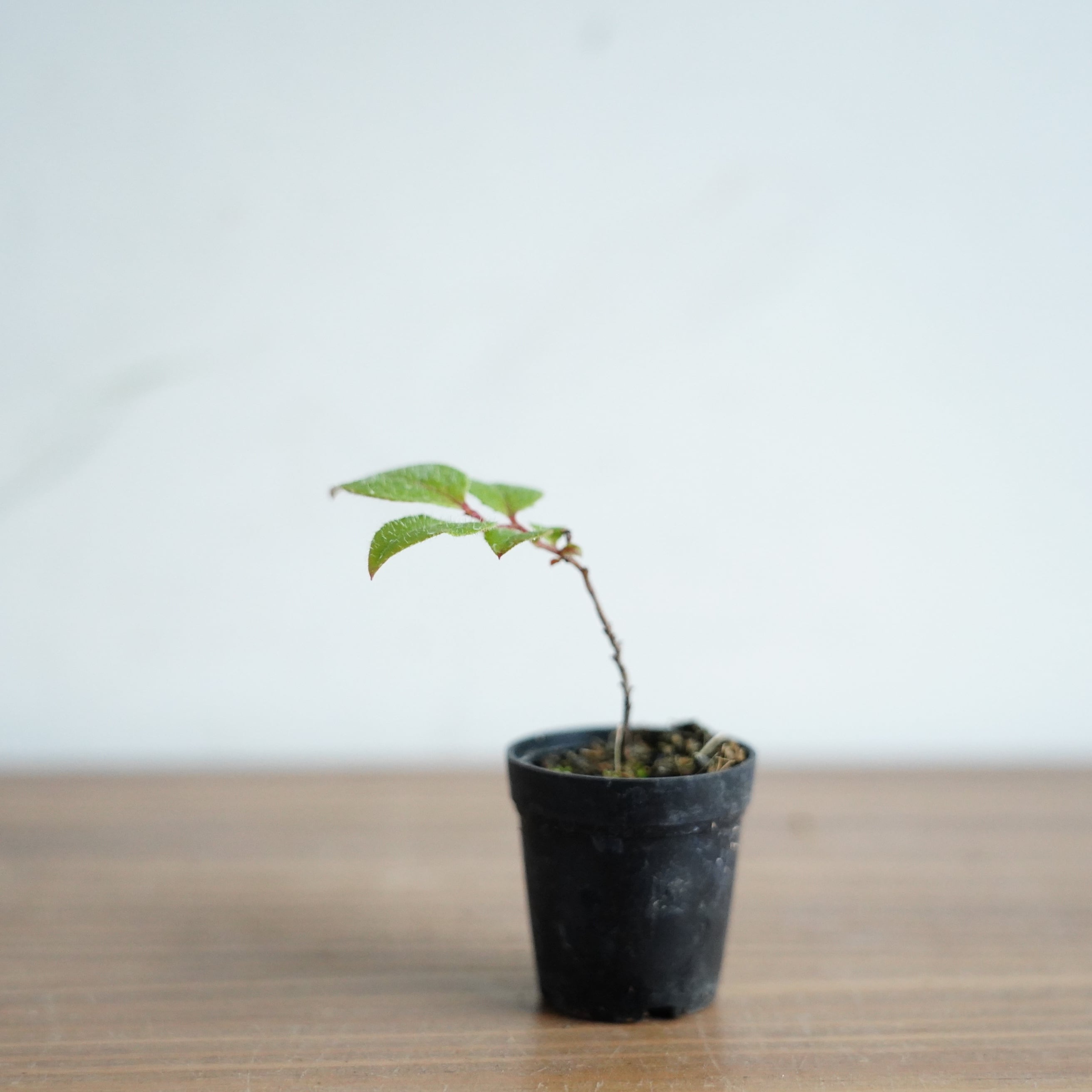 ナツハゼ Vaccinium oldhamii 苔テラリウム作製用素材◇盆栽テラリウム