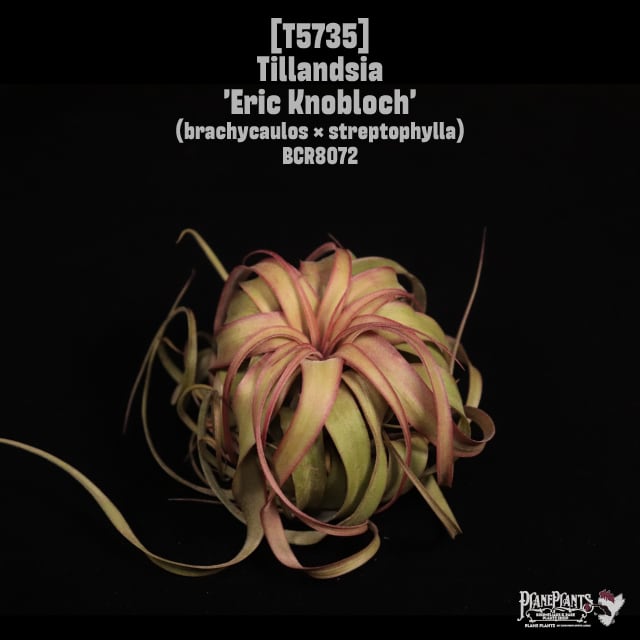 Tillandsia 'Eric Knobloch'〔ティランジア〕T5735