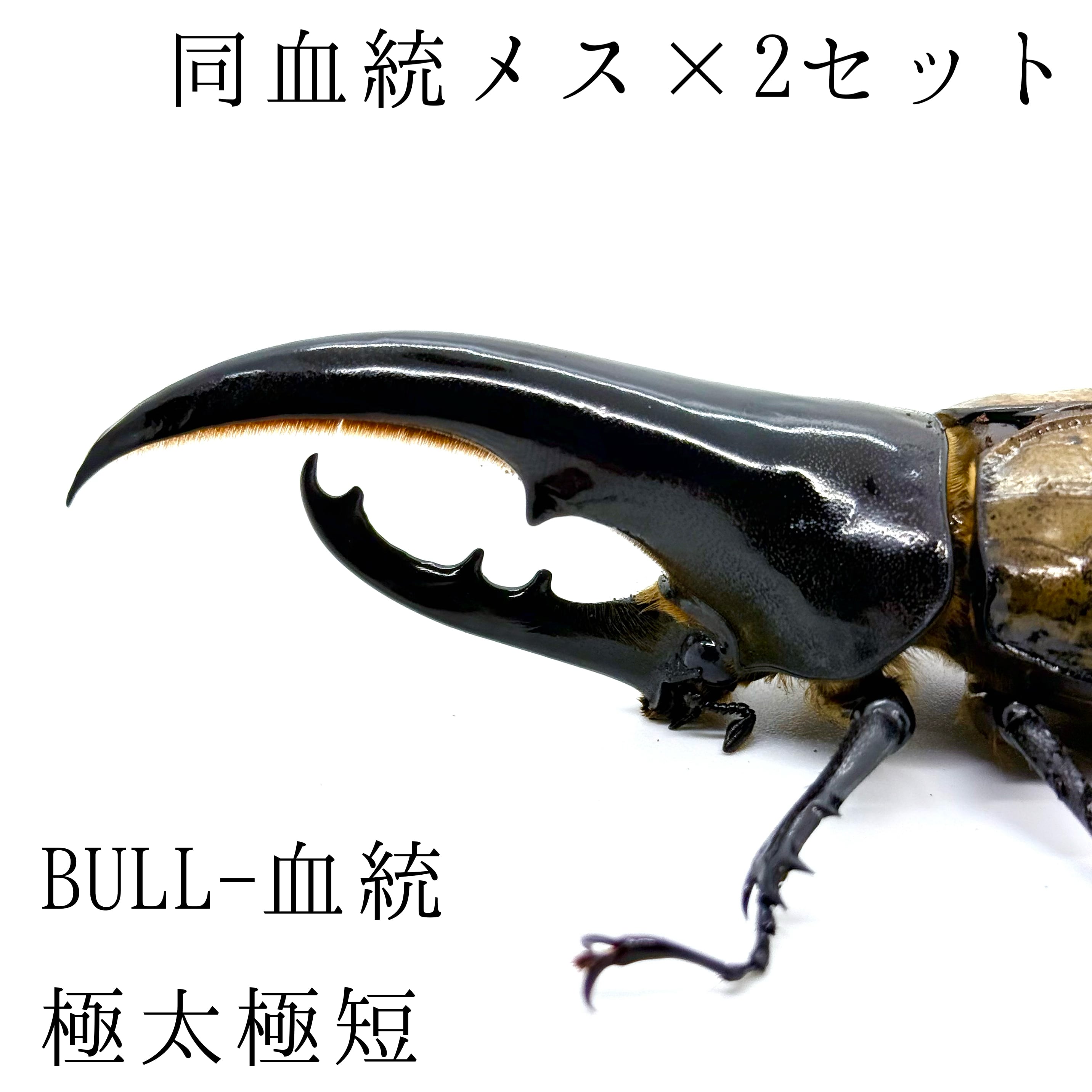 極太極短 / 成虫 / オス＆メスペア / ヘラクレスオオカブト | HERCULES