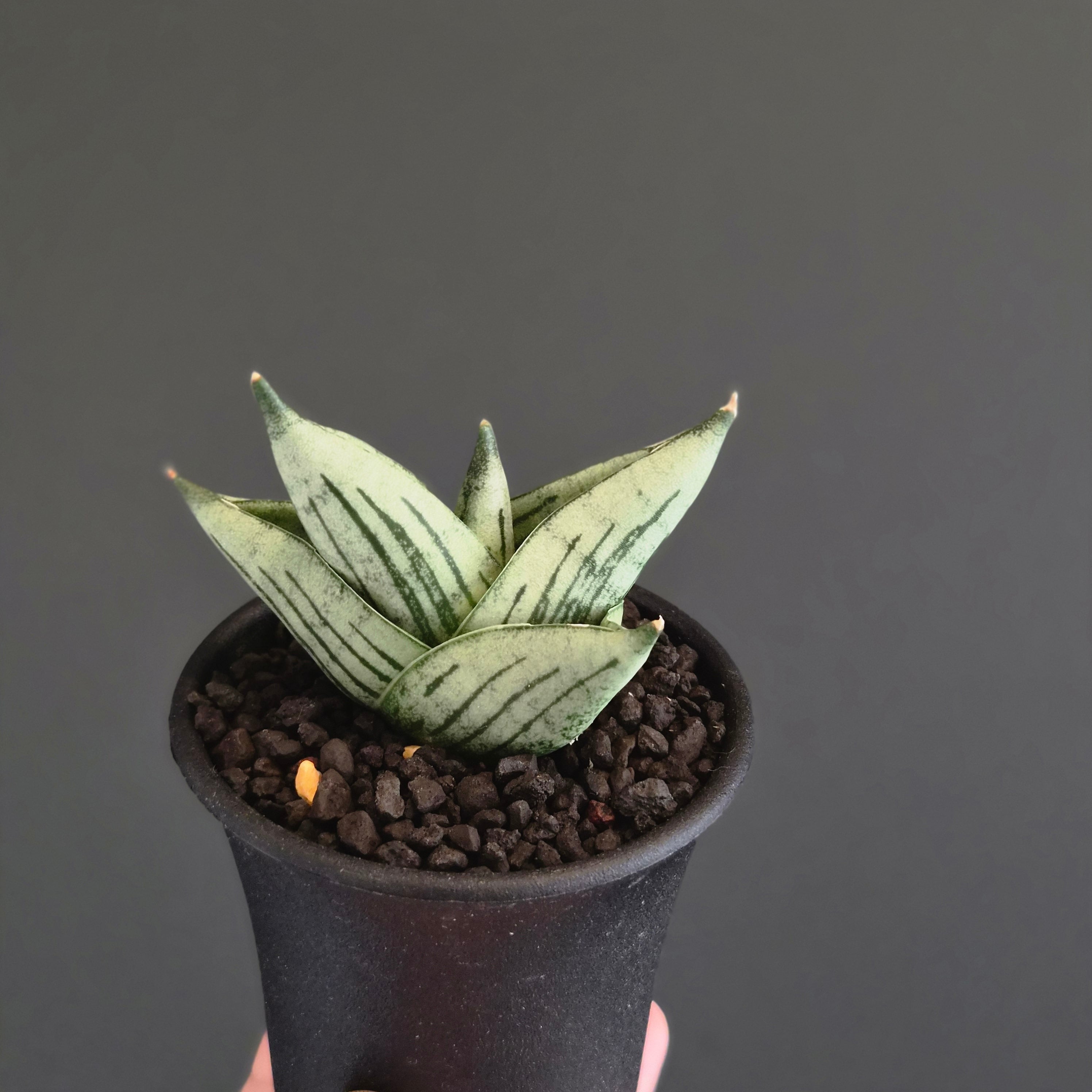 サンスベリア・ルーキー（Sansevieria Rookie） | Plants Baka