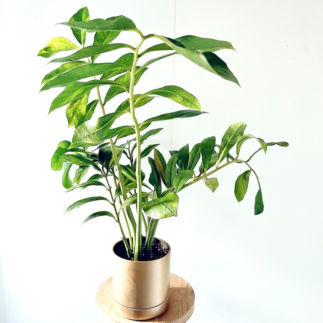 【Luxury Plants】ザミオクルカス 斑入り やさしいライム斑の美株｜ゴールド鉢カバー付き｜calm cafeセレクト
