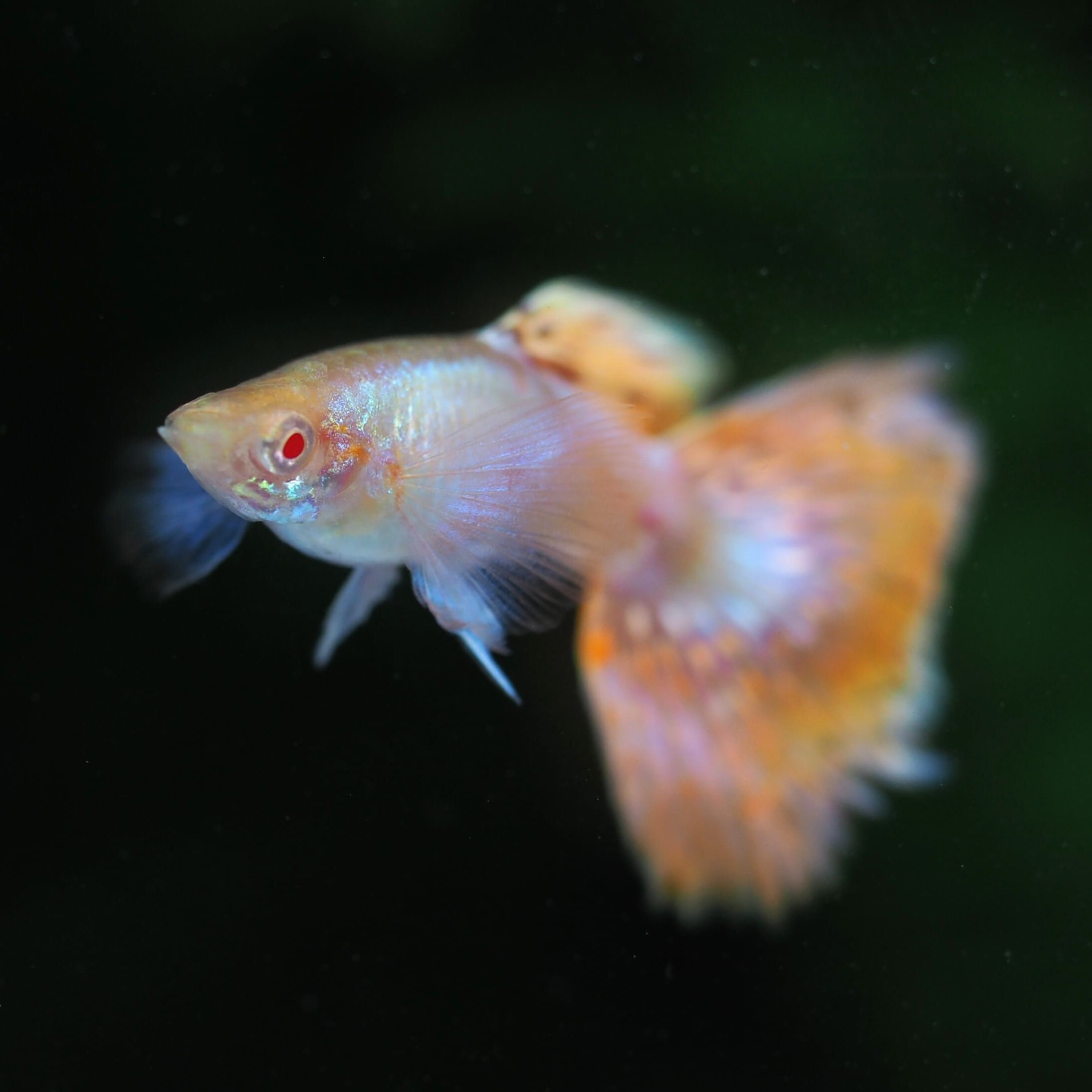 国産　稚魚　ダンボ　プラチナ　レッド　タイル　グッピー(リボン1ペアとノーマル1ペア) 熱帯魚 RREAプラチナレッドモザイクダンボ 1ペア | 伊豆グッピーファーム