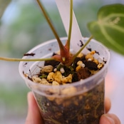 アンスリウム ドラヤキ × レッドクリスタリナム / Anthurium Dorayaki × Red Crystallinum② / 観葉植物<育て方・花言葉>