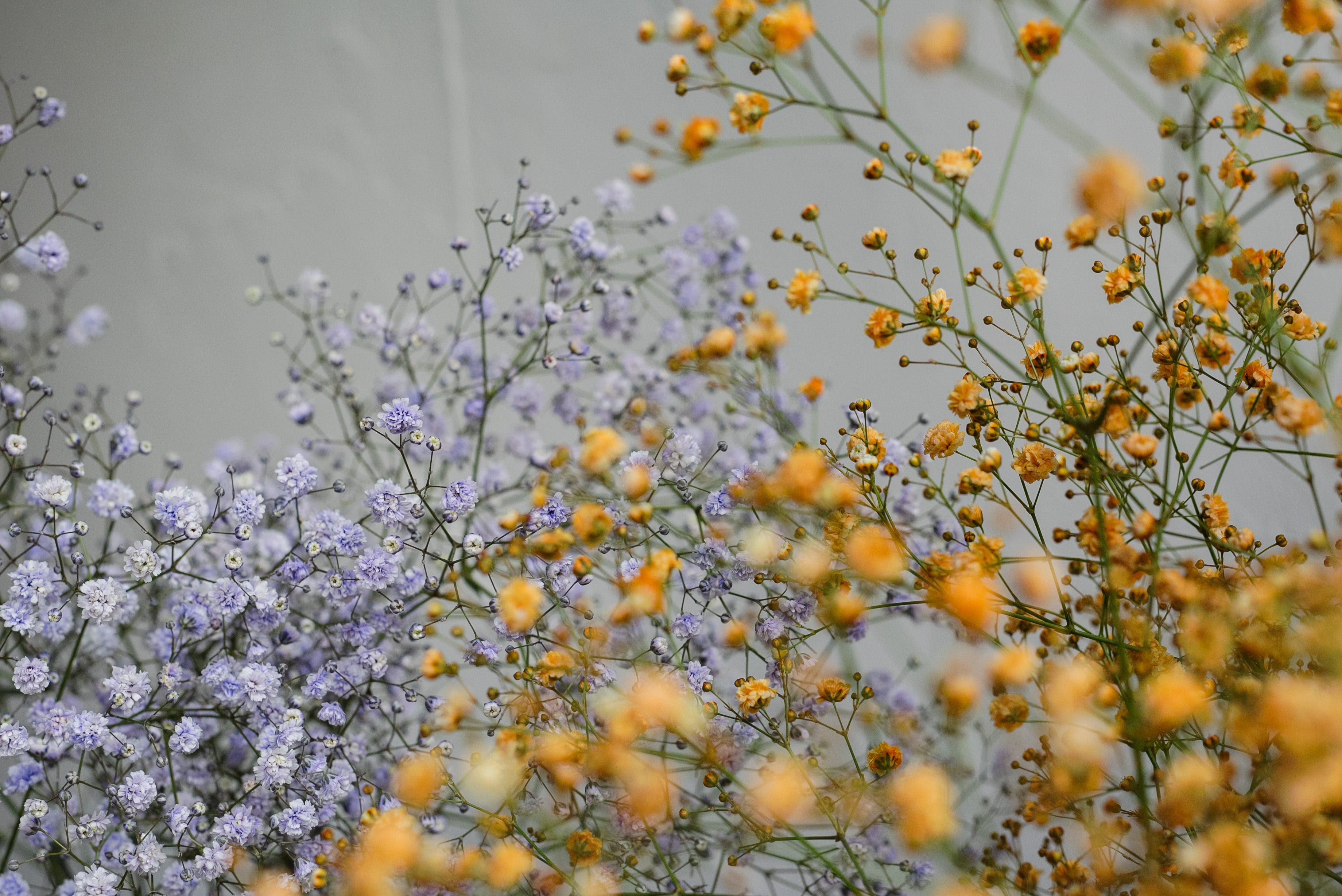 WORKSHOP #09｜2025.10.04 Sat. 開催 "レベル不問！季節の花と楽しむ写真レッスン"