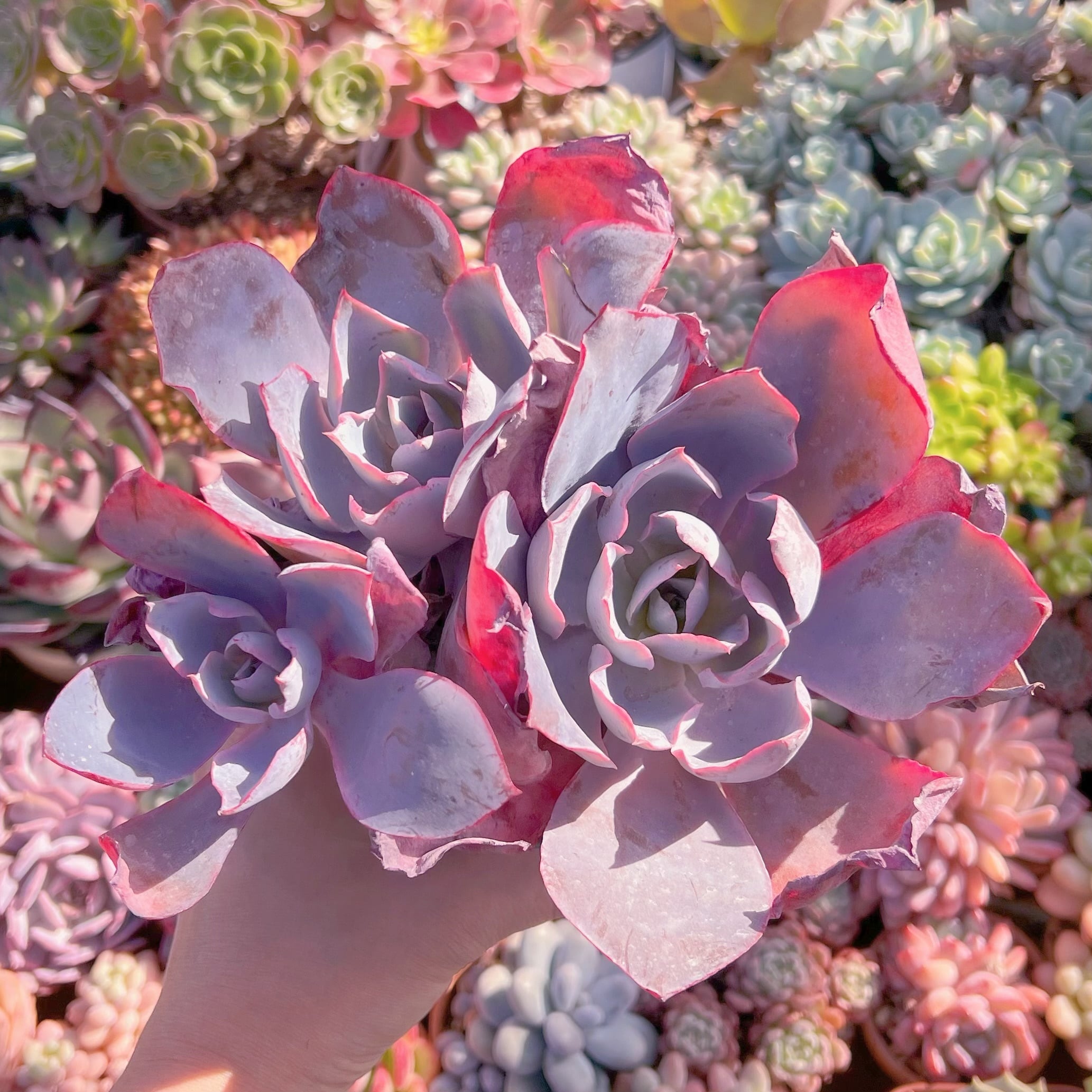 多肉植物　アフターグロー　特大群生　新入荷