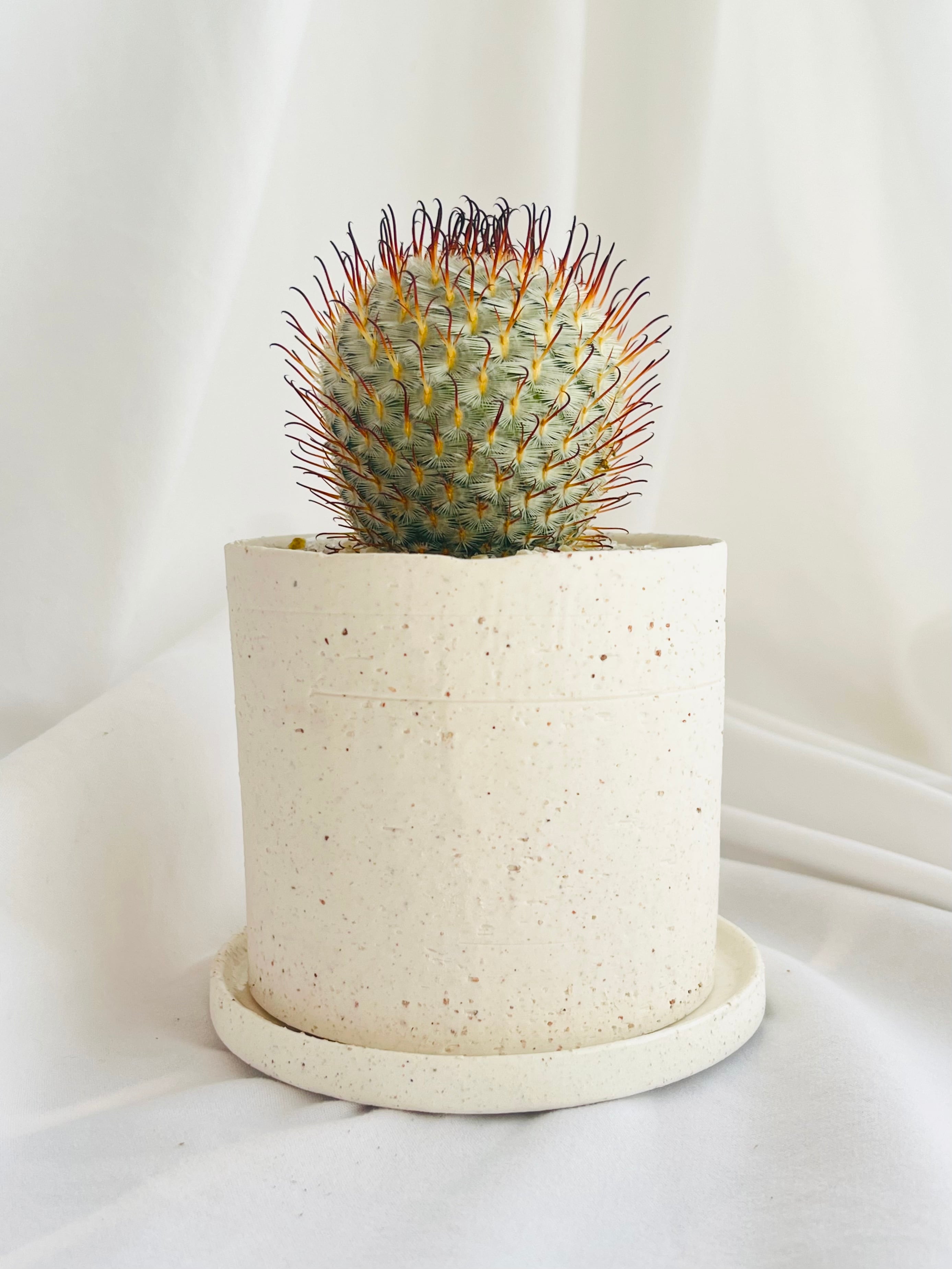 Mammillaria perezdelarosae マミラリア ペレスデラロサエ サボテン