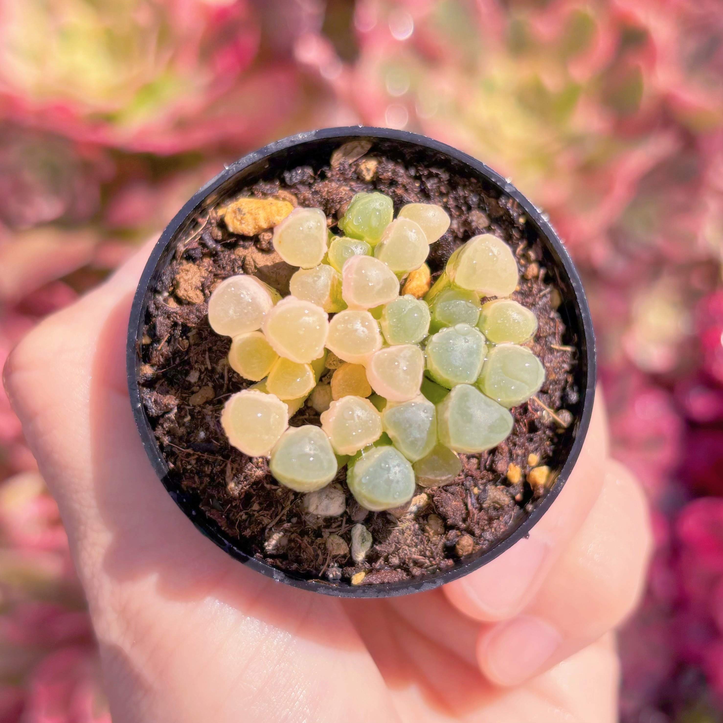 現品　五十鈴玉錦#861　群生　美苗　希少　新入荷　るる農園