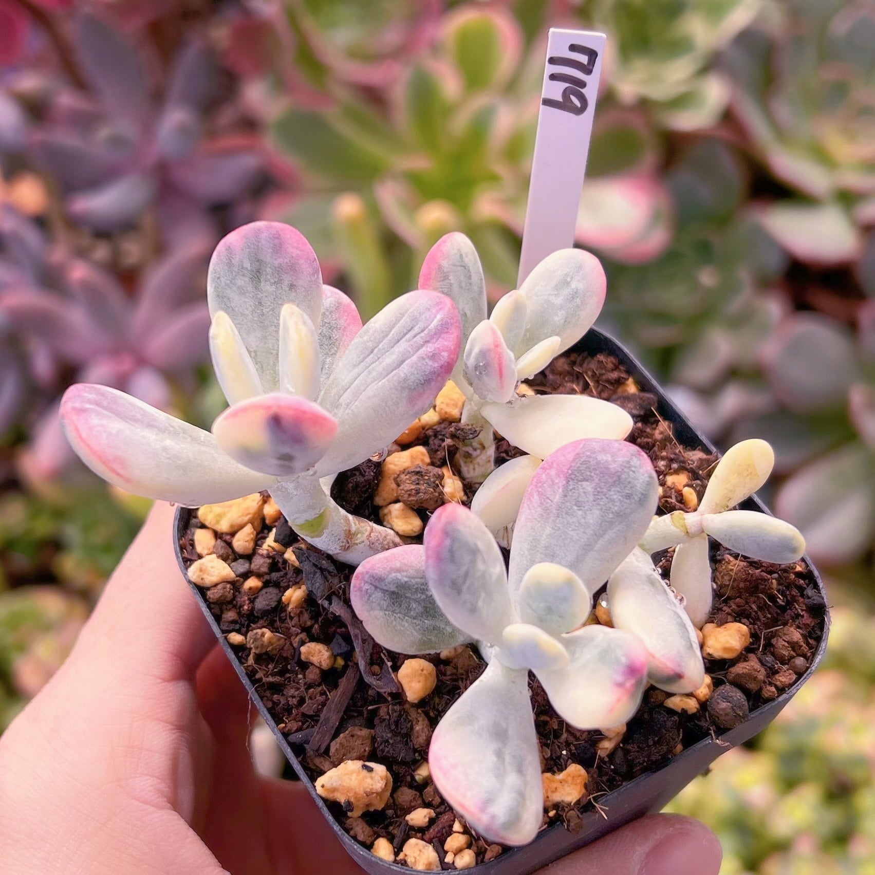 現品 達磨福娘錦#719 るる農園 | るる農園~多肉植物専門