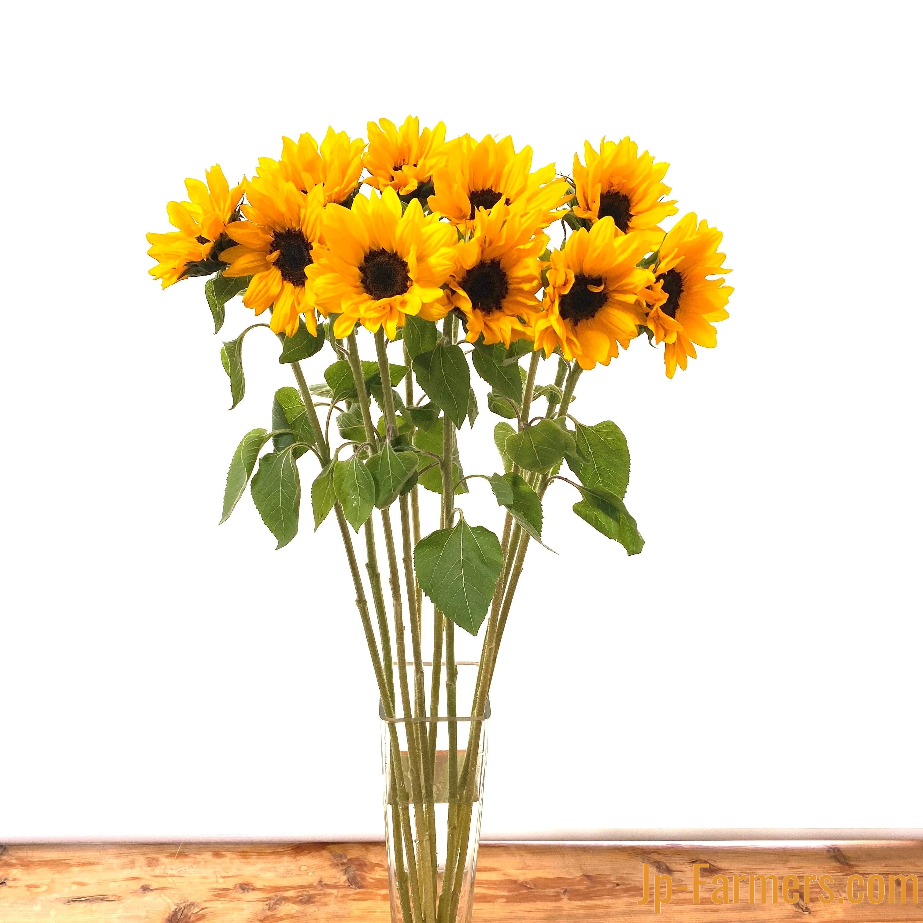 ビタミンフラワー！ ヒマワリのオレンジ 20本 | 新鮮お花問屋 Jp