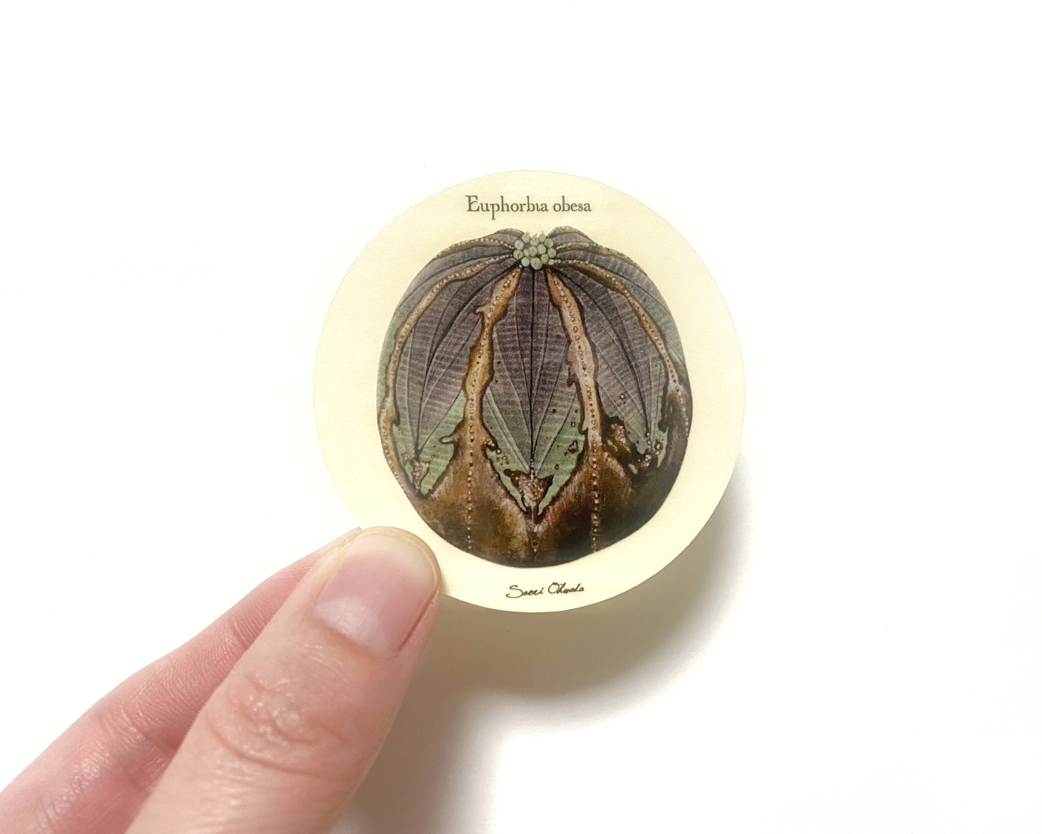 Euphorbia obesa 透明ステッカー