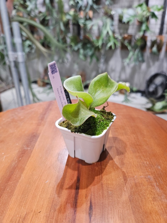 P.Sugar Cubu 【artPLANTs/PLANTS GARAGE 】ビカクシダ#Platycerium