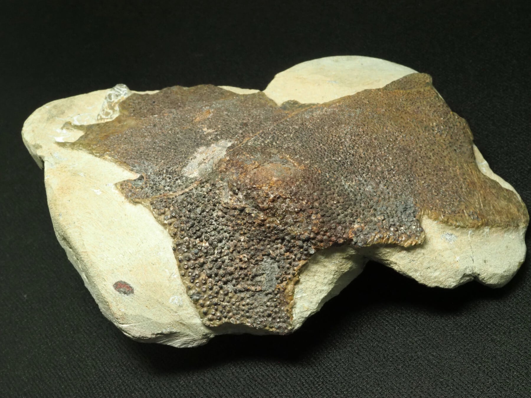 魚の化石 k-2 3億年前の魚の化石から「最古の脳」