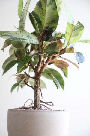 【M】フィカス ジン/Ficus