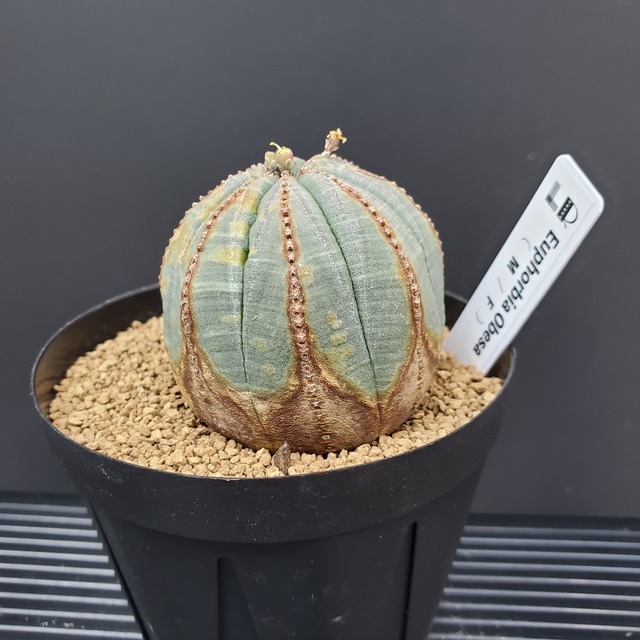 【クラウン木質化タイプ】オス株 51mm Euphorbia Obesa ユーフォルビア オベサ 木質化