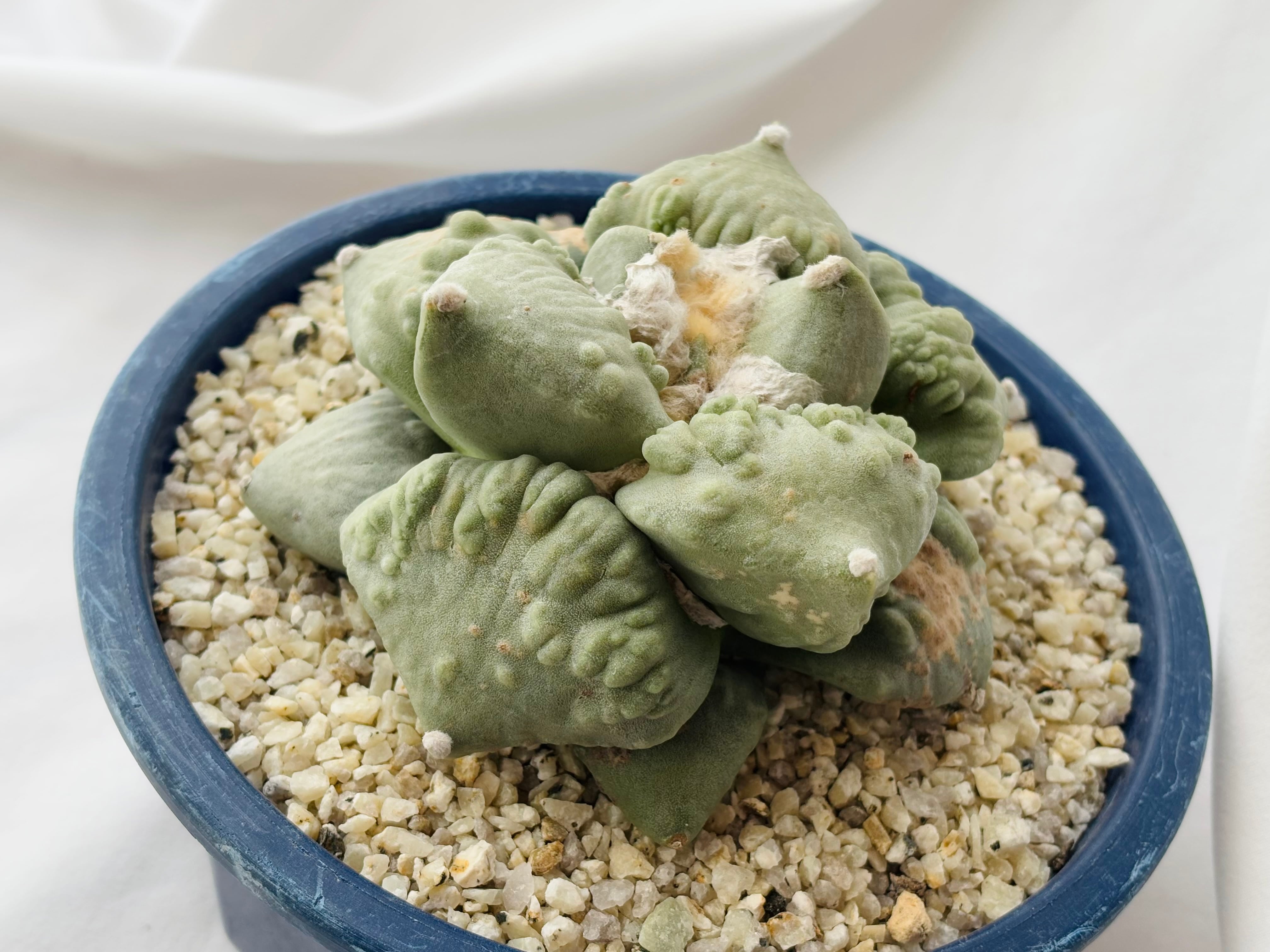 Ariocarpus Cauliflowermonst. アリオカルプス カリフラワー 花牡丹 