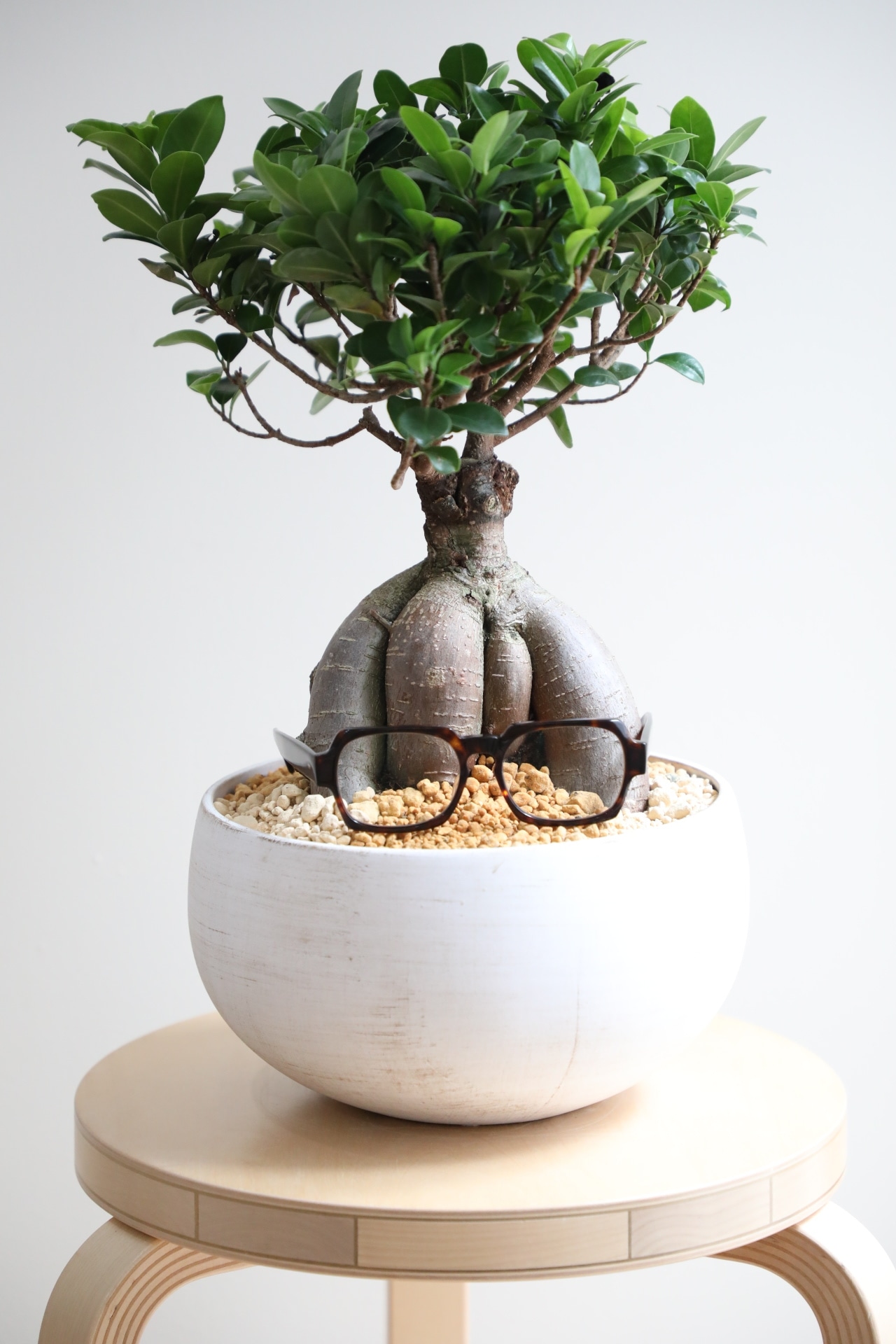 【M】ガジュマル/Ficus microcarpa　※陶器鉢付き
