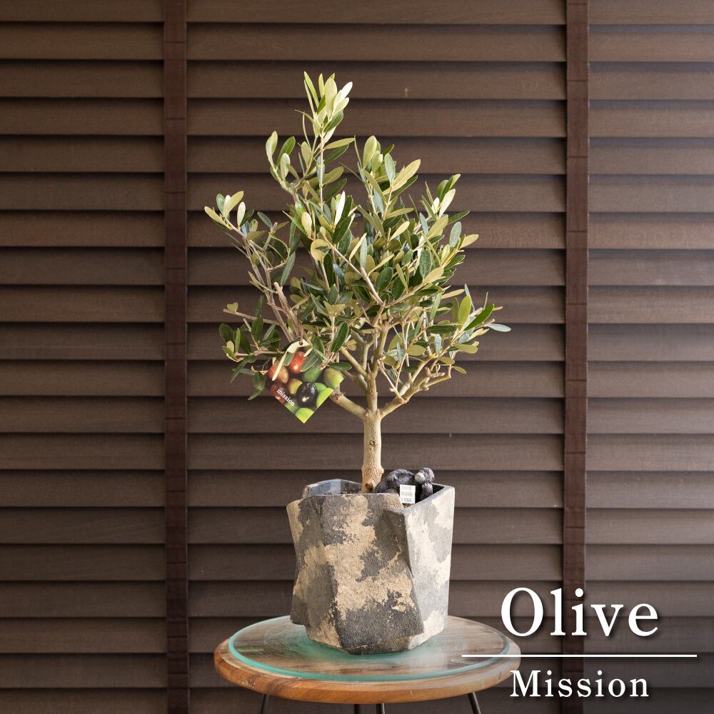 創樹 オリーブ 5号 ミッション 盆栽 SOUJU Mission Olive オリーブの木 セメント鉢 0621GY