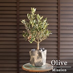 創樹 オリーブ 5号 ミッション 盆栽 SOUJU Mission Olive オリーブの木 セメント鉢 0621GY