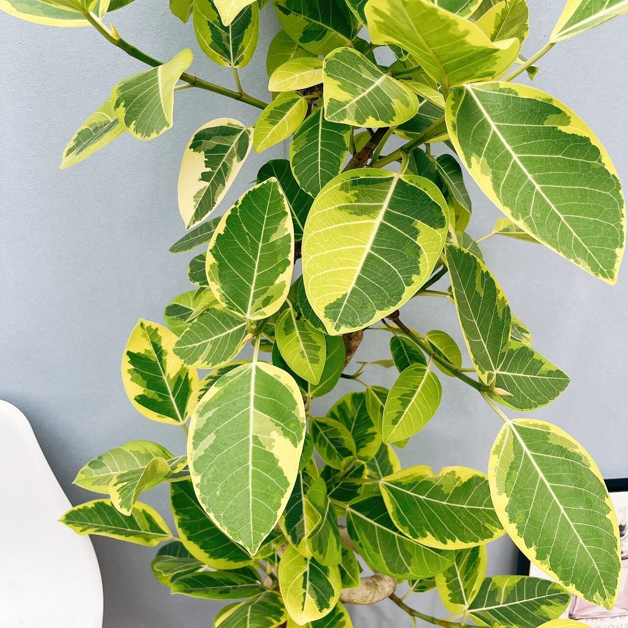 現品］80番 フィカス アルテシマ 曲がり 10号 尺鉢 観葉植物
