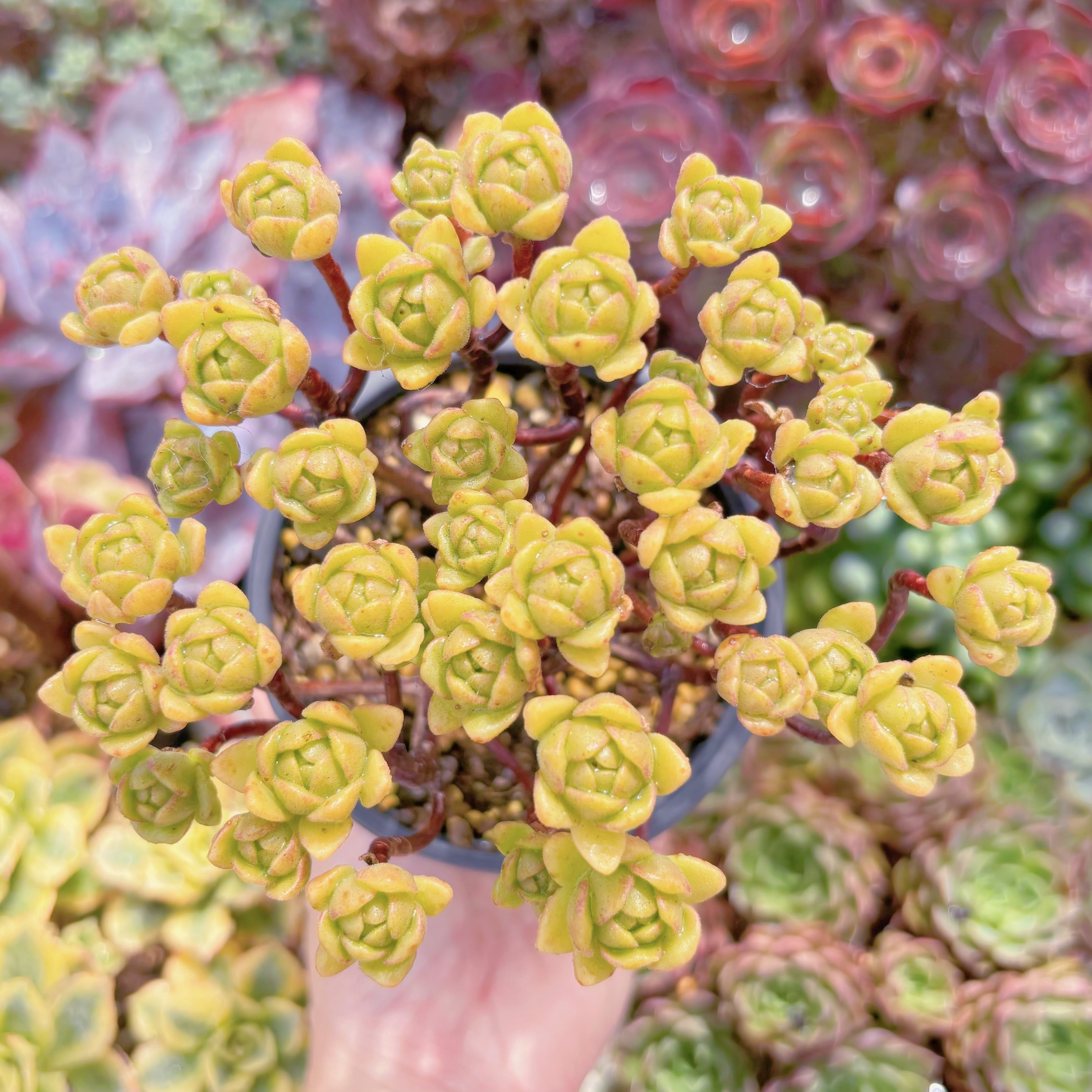 現品　little fox#F234　群生　るる農園