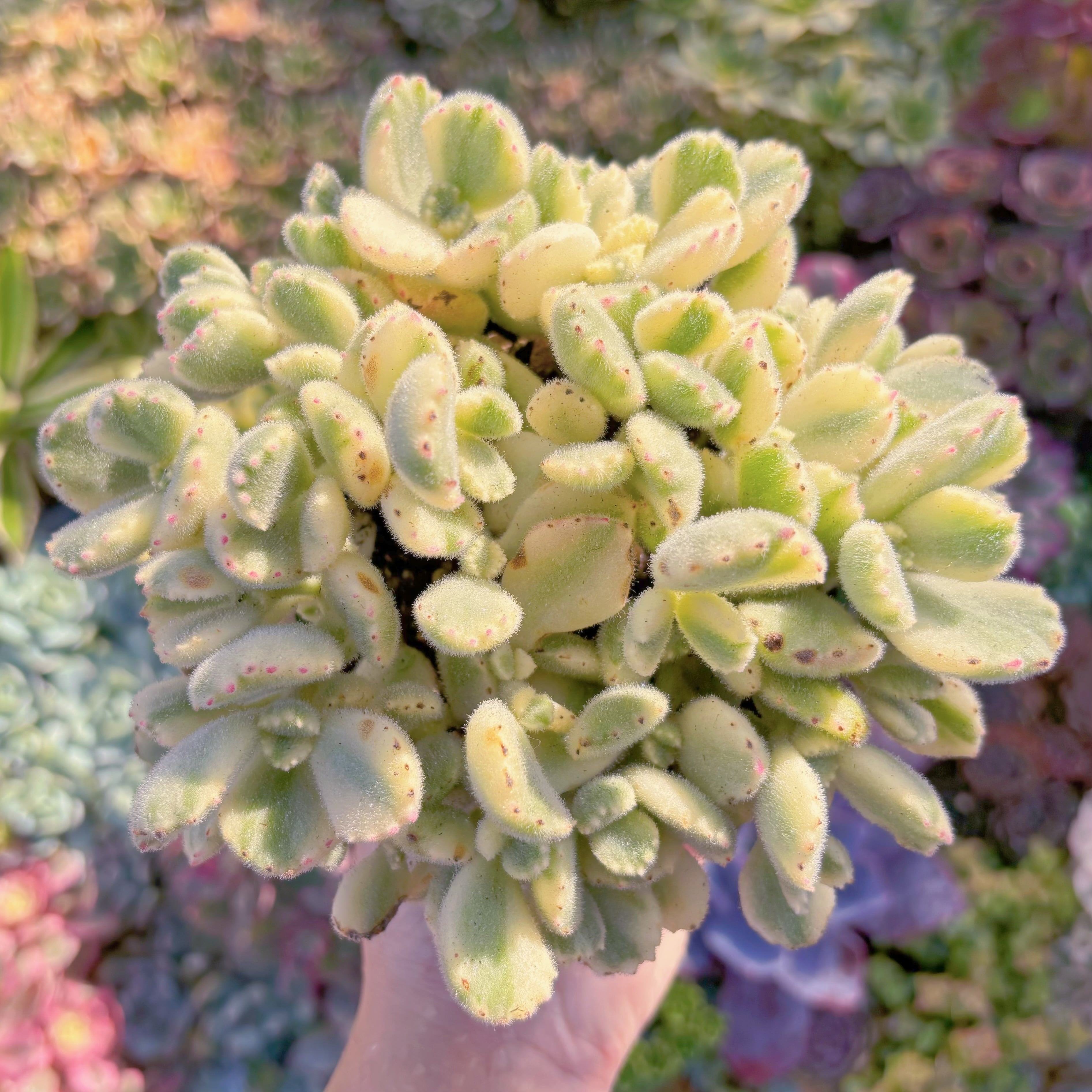 現品　白熊#794　大群生　るる農園