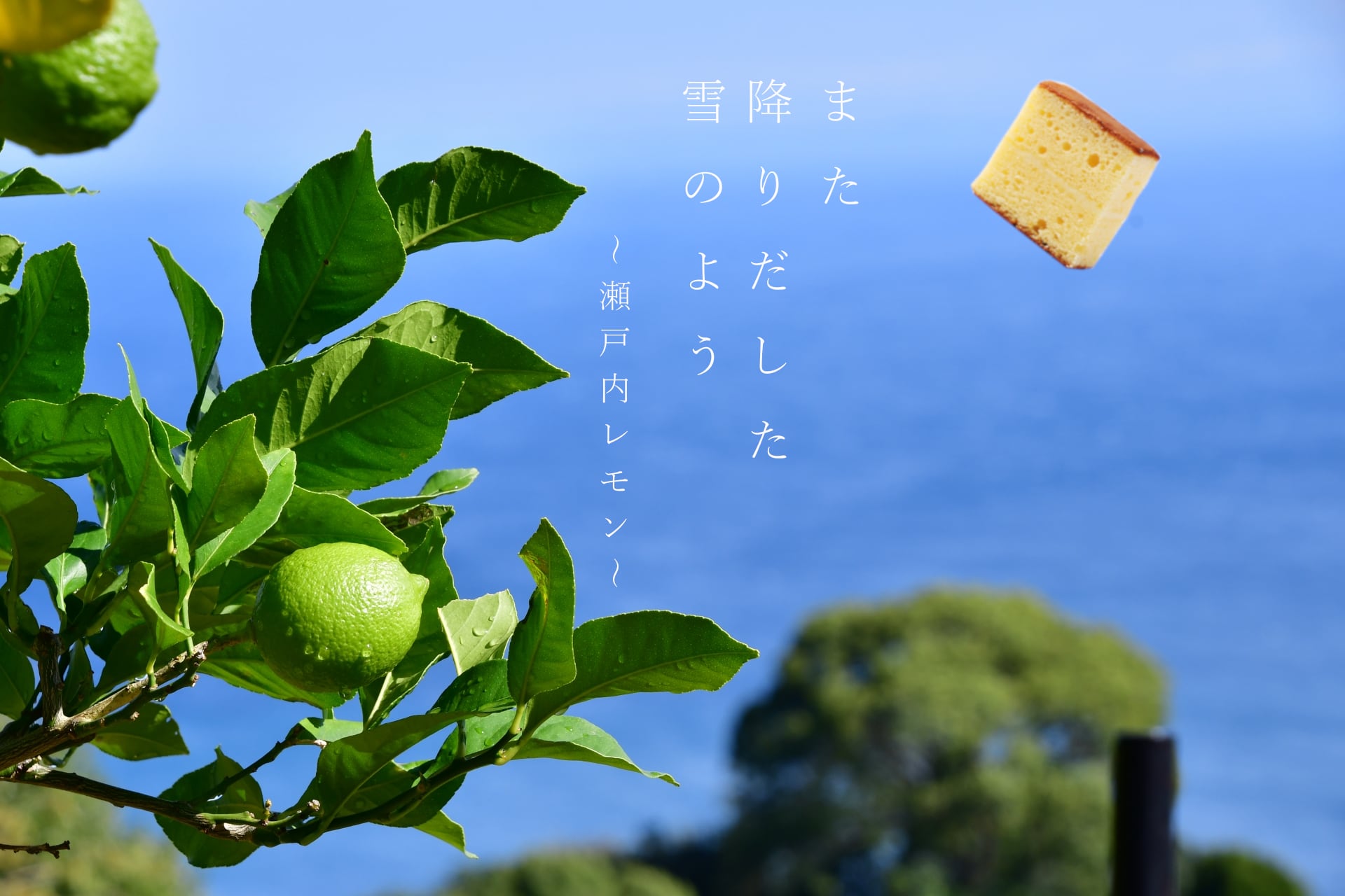 【雪景色パッケージ】また降りだした雪のよう　瀬戸内レモン　8個入