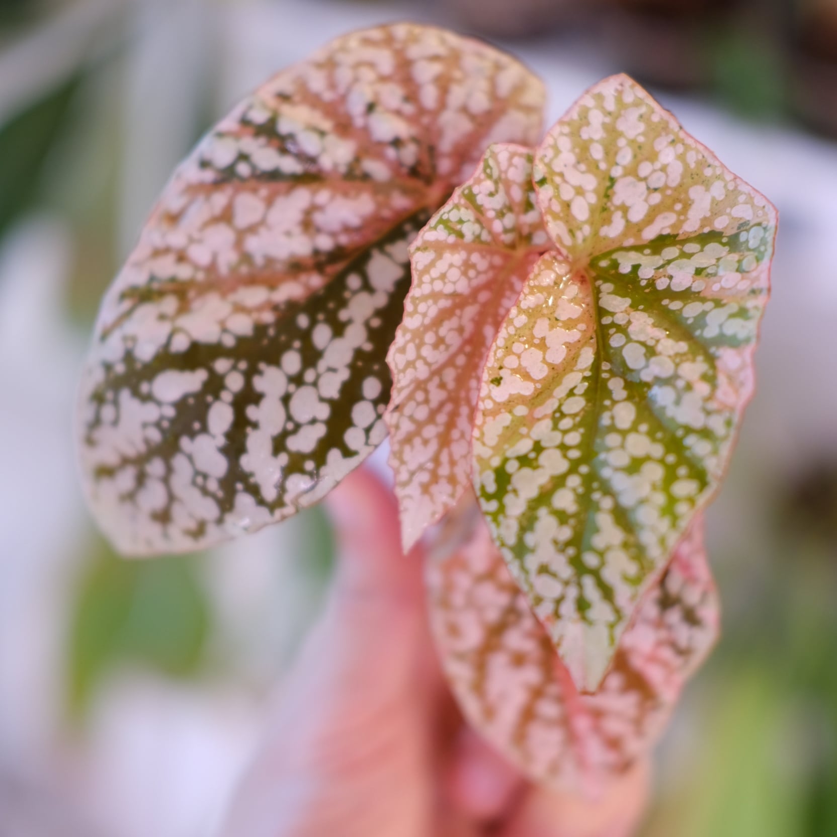 Begonia Snow Capped Variegata｜ベゴニア スノーキャップド 斑入り②