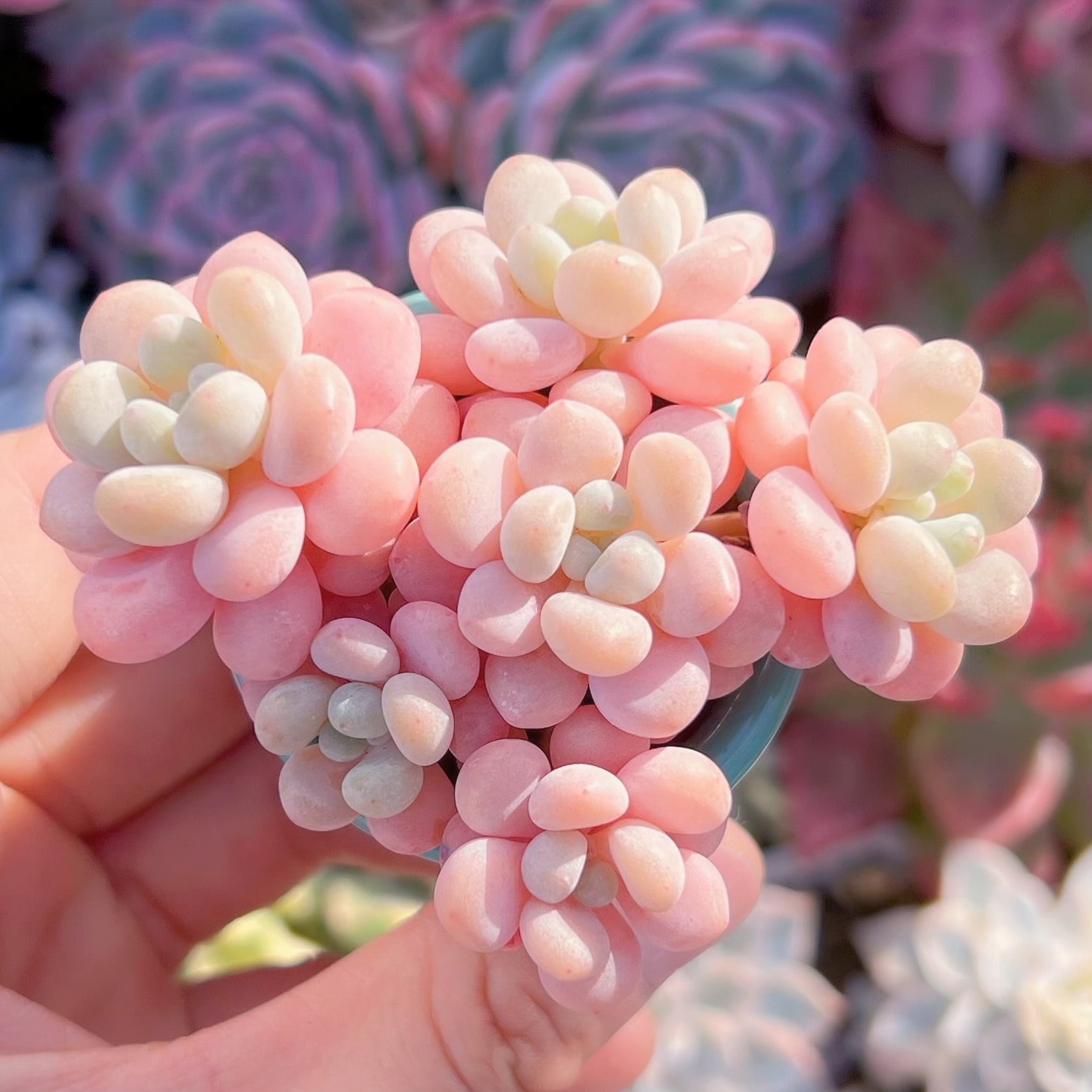 現品　丸葉ストロベリーミルク#732    群生　るる農園