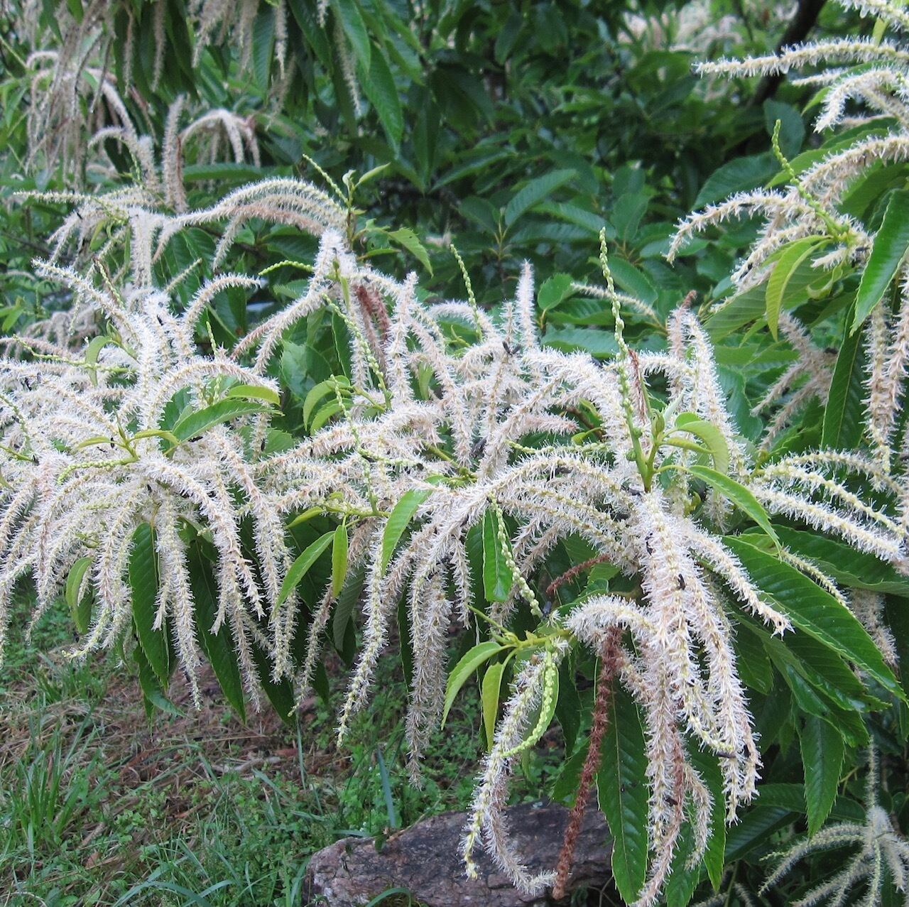 栗・摺り国産透漆-5648】ペンシル | ウッドペンクラフト