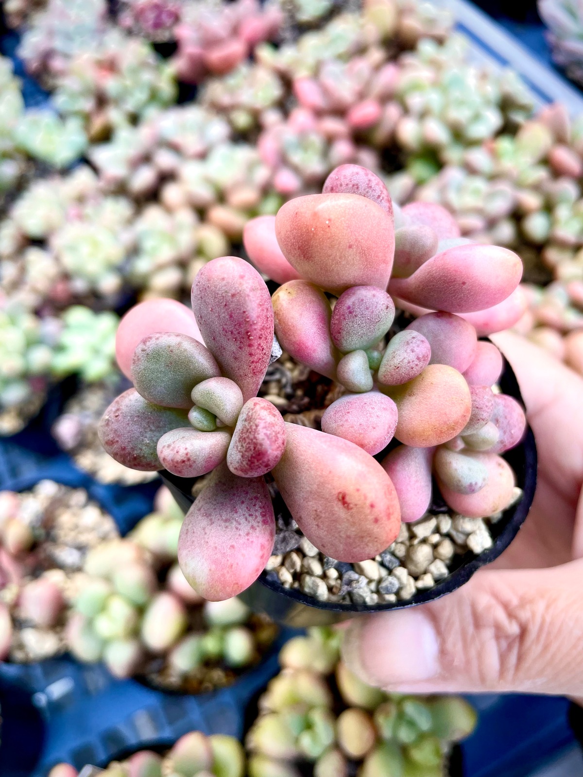ペリドット❣️抜き苗発送❗️紅葉中❗️ | 多肉植物 南高梅干し ニンニク