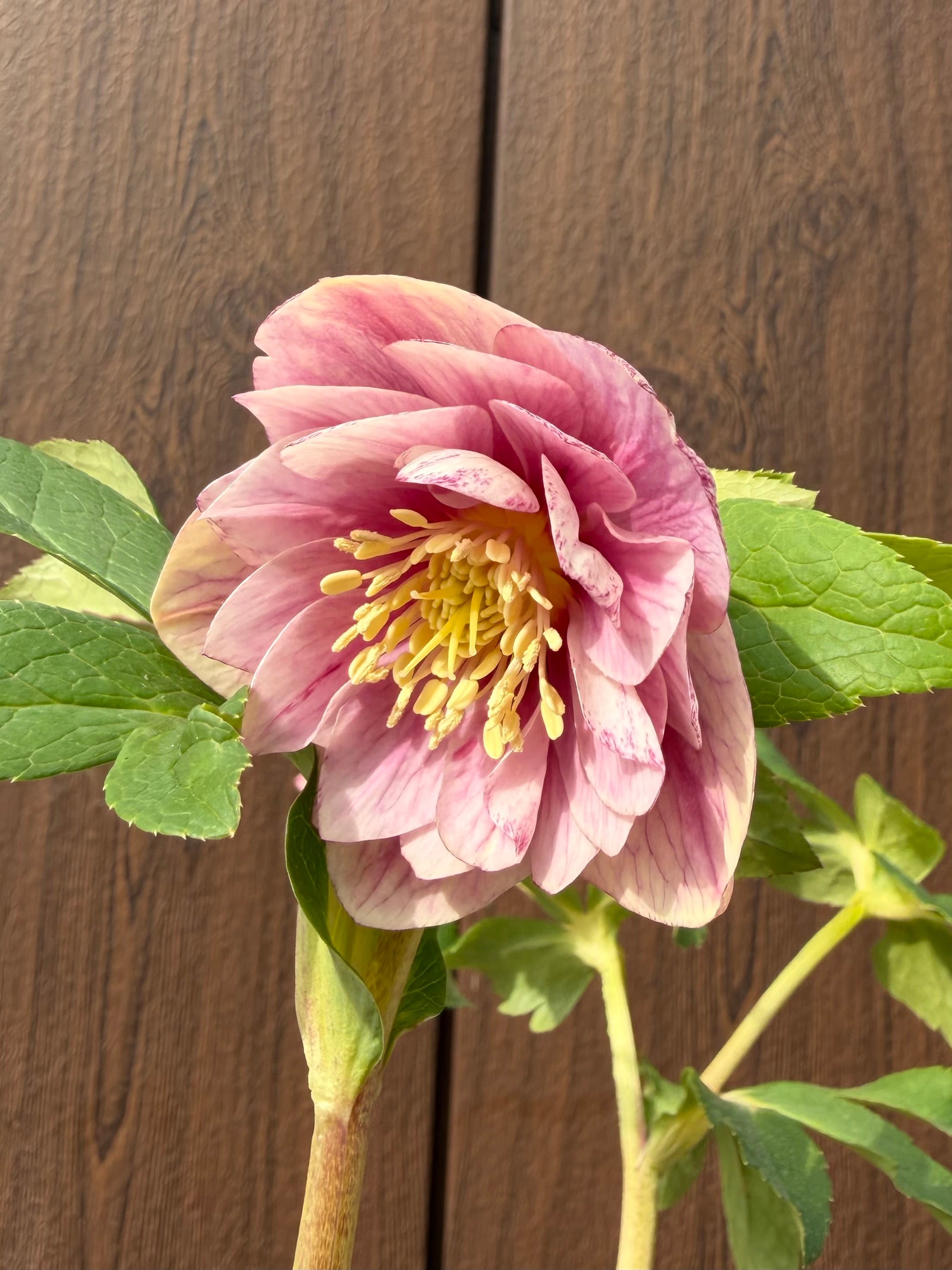 ピンクグラデーションdd 加藤農園 クリスマスローズ【Ka07】送料無料