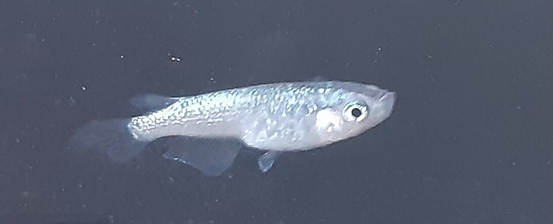 鬼ラメ(舞メダカ様血統)《成魚1ペア》 | 春華メダカ