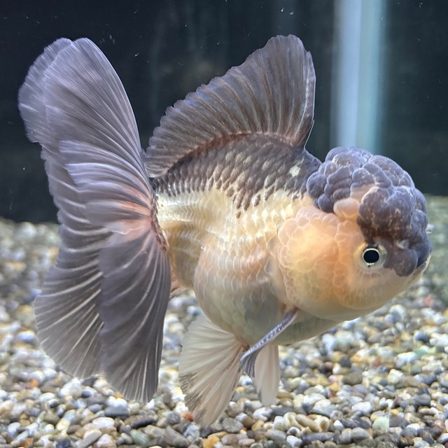 ローズテールオランダ　タイガー　１１ｃｍ