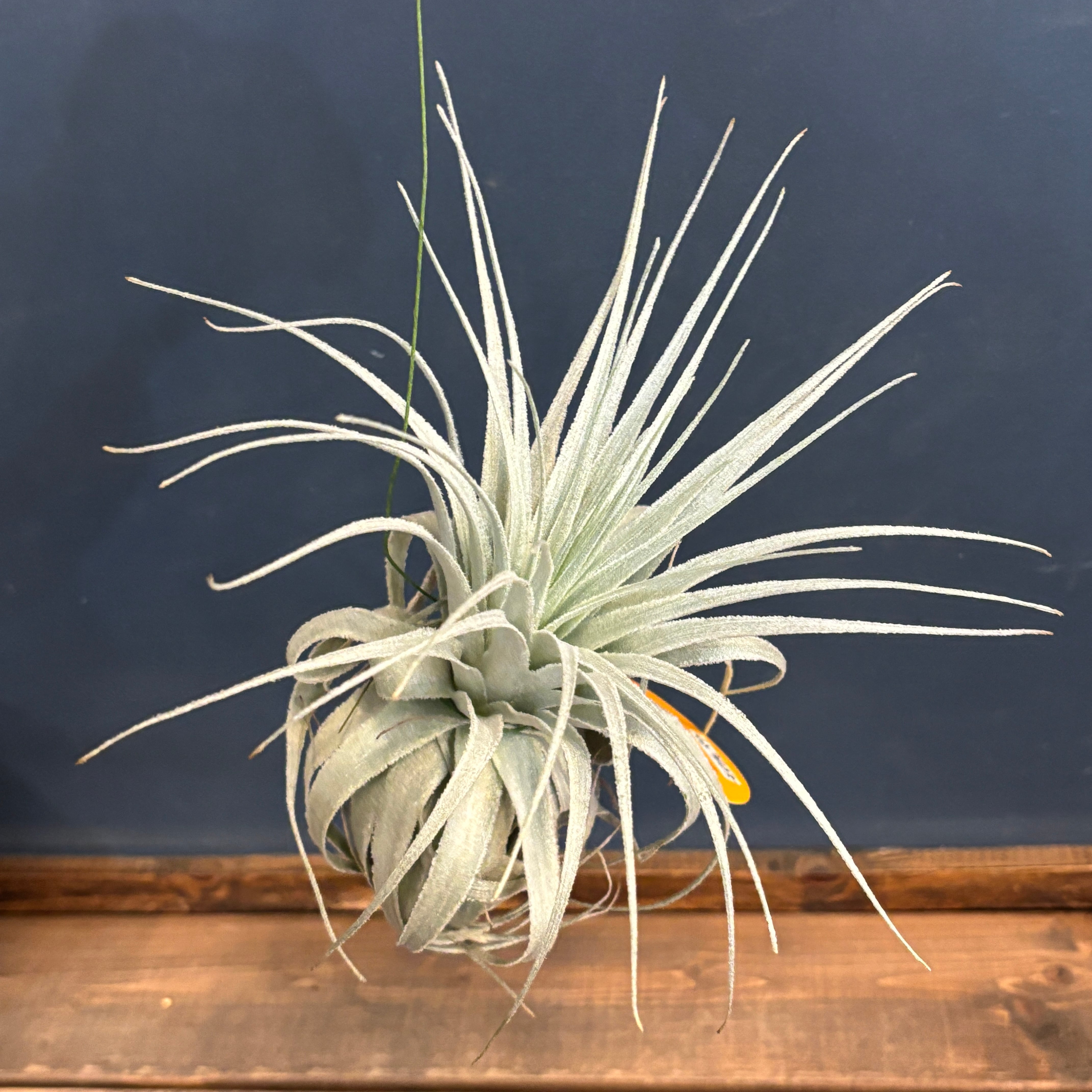 本日までセール❗️超希少❗️サイズ大❗️気根発根済アンスリウムドラヤキ新葉展開中✨️ PROTOLEAF プロトリーフ