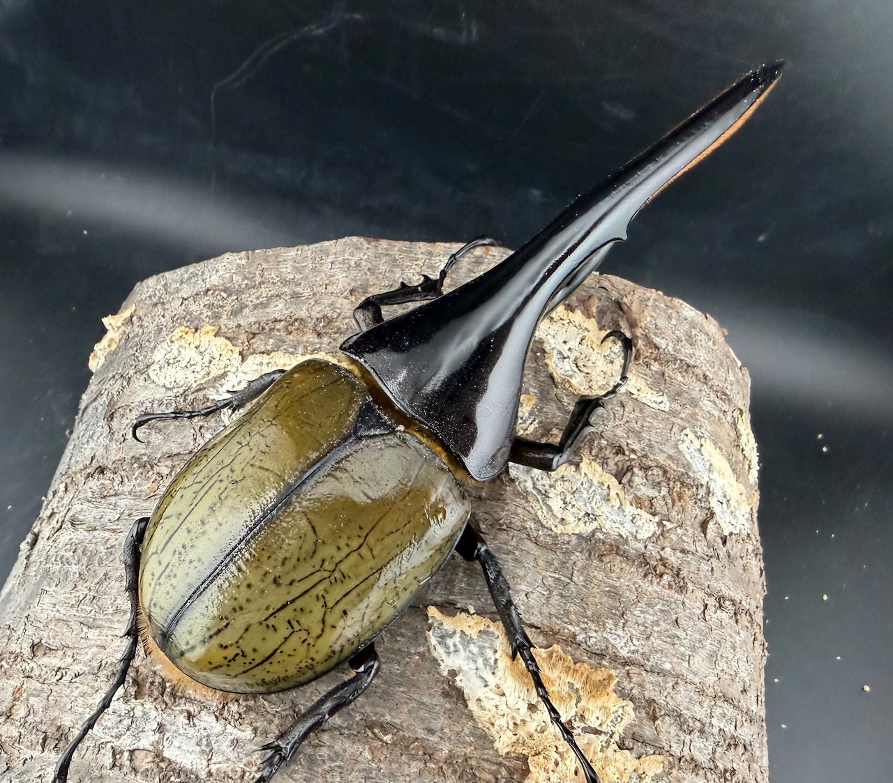 《ヘラクレス・ヘラクレス 145mm ペア》