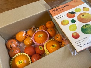 【最大84種類】#かんみスペシャル【3ヶ月ごとのサブスクに『柑橘の教科書』贈呈中】