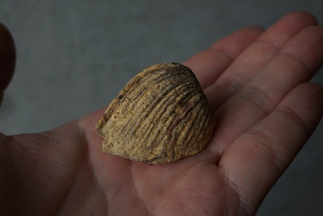 カリフォルニア産トリゴニア化石　Trigonia sp.  825