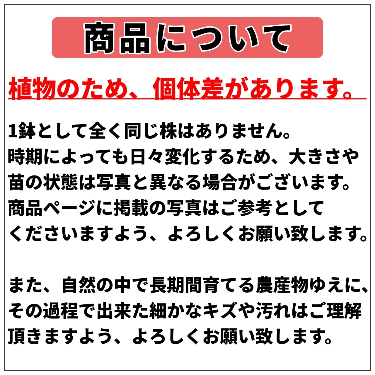 完売】【ブルーベリー】【2本セット】フェスティバル＆デライト | 園芸