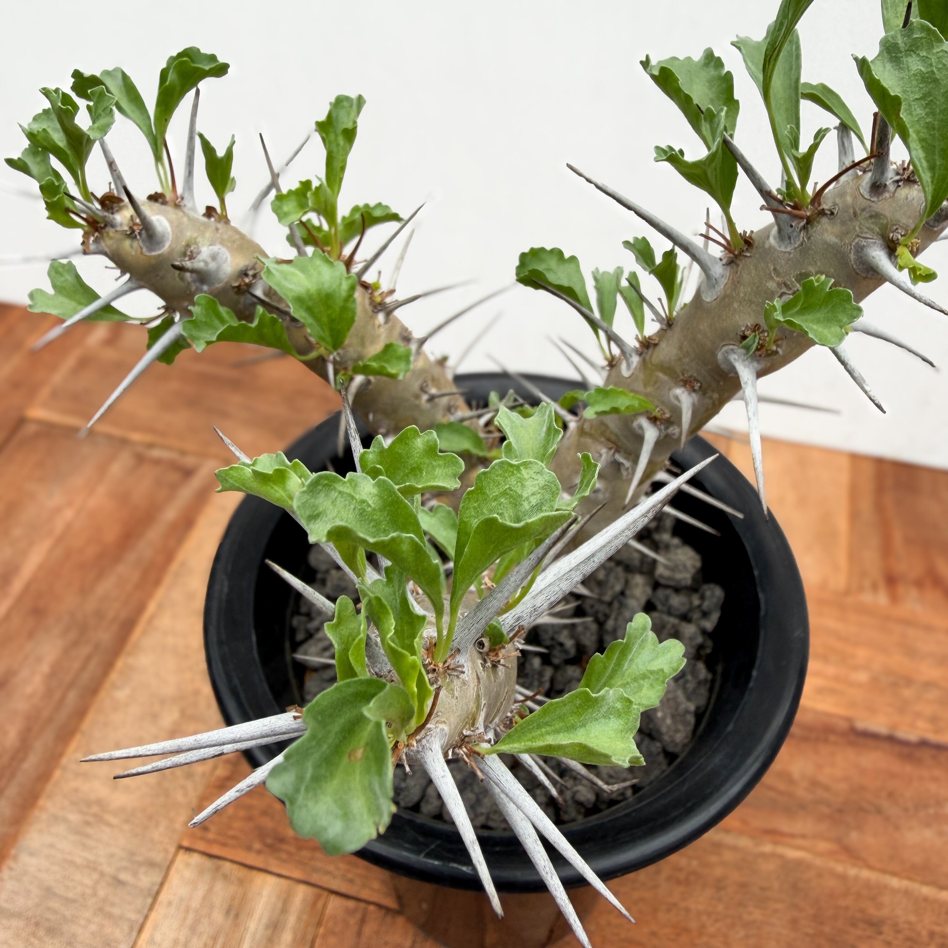 美形　特大　選抜　サルコカウロン　クラシカウレ　塊根　コーデックス 美形 特大 選抜 サルコカウロン クラシカウレ 塊根 コーデックス