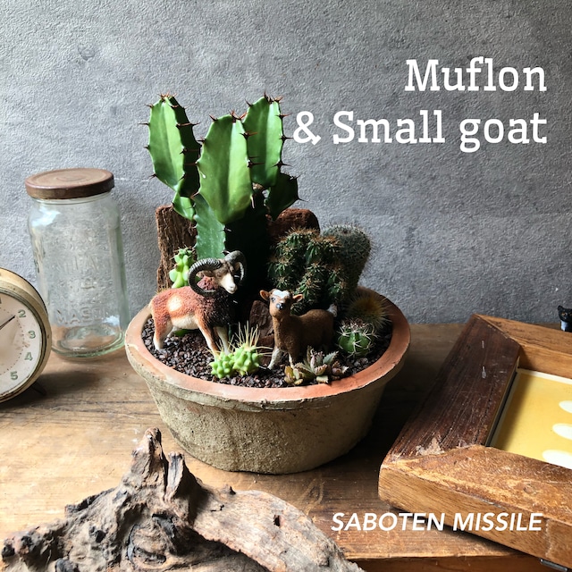 Muflon & Small goat