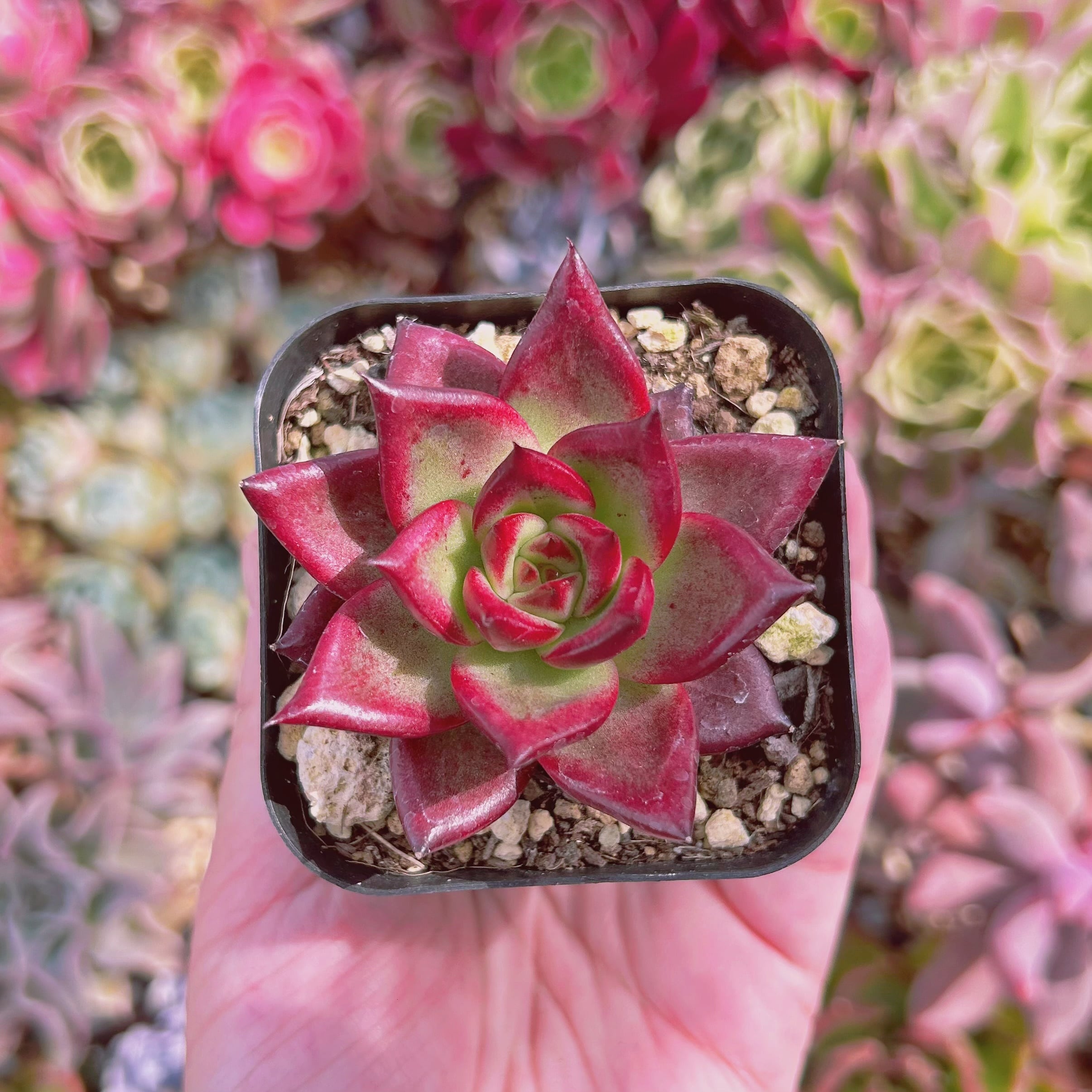 多肉植物 熟柿 抜き苗 | るる農園~多肉植物専門