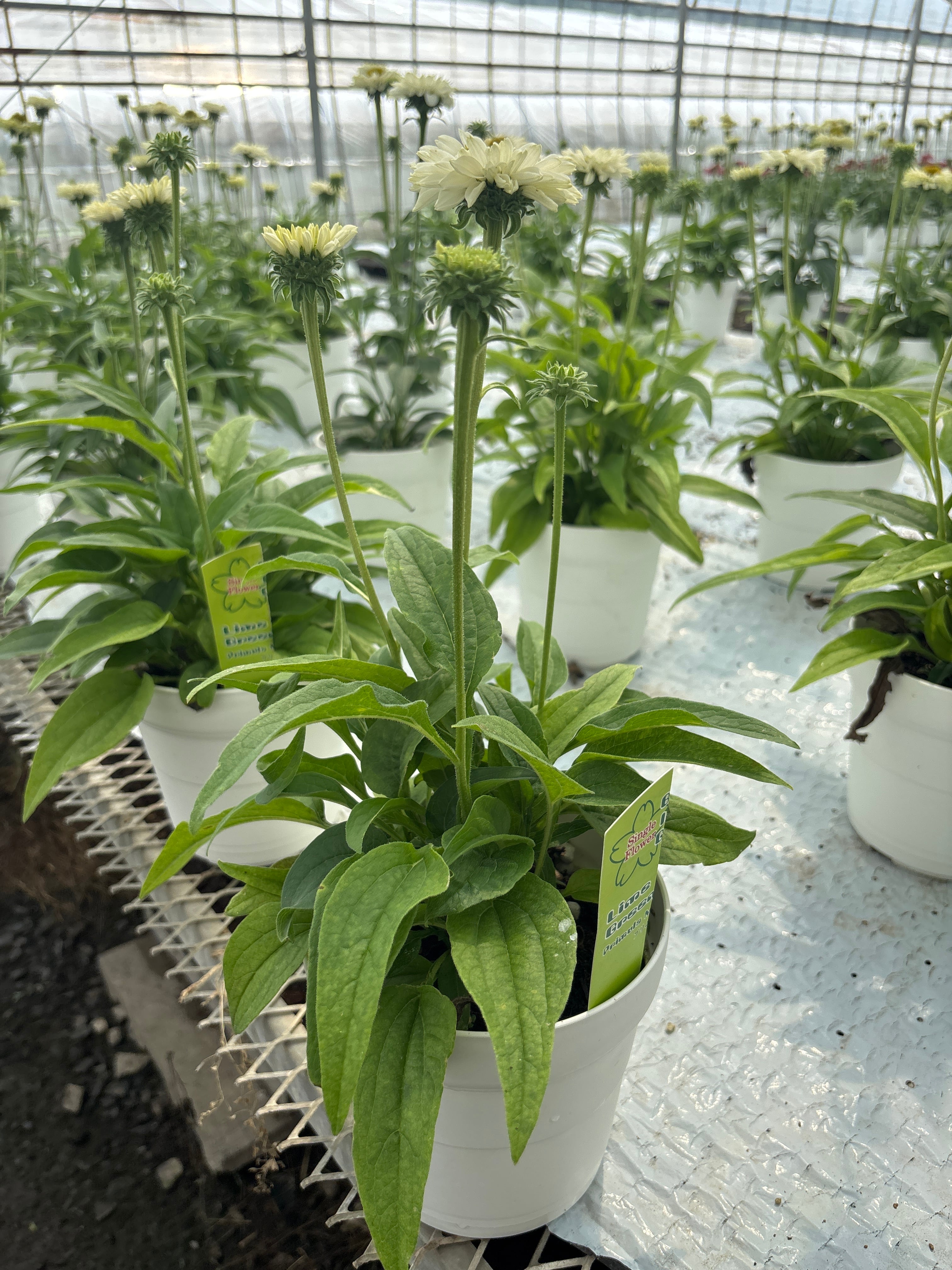 再販☆エキナセア5寸 サンシーカーズホワイトパーフェクション | flowerbiz
