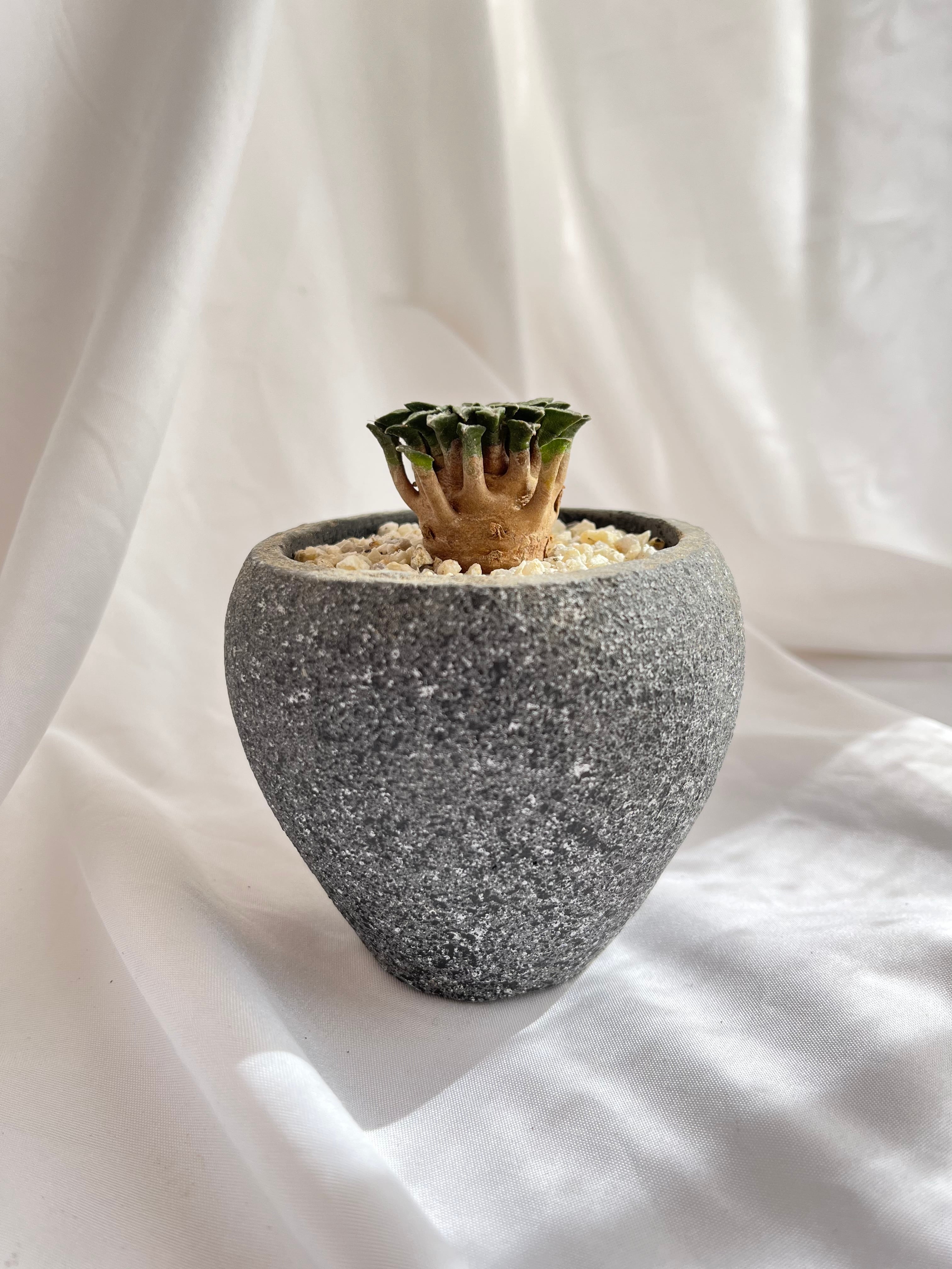 Ariocarpus kotschoubeyanus var.macdowell アリオカルプス 姫牡丹